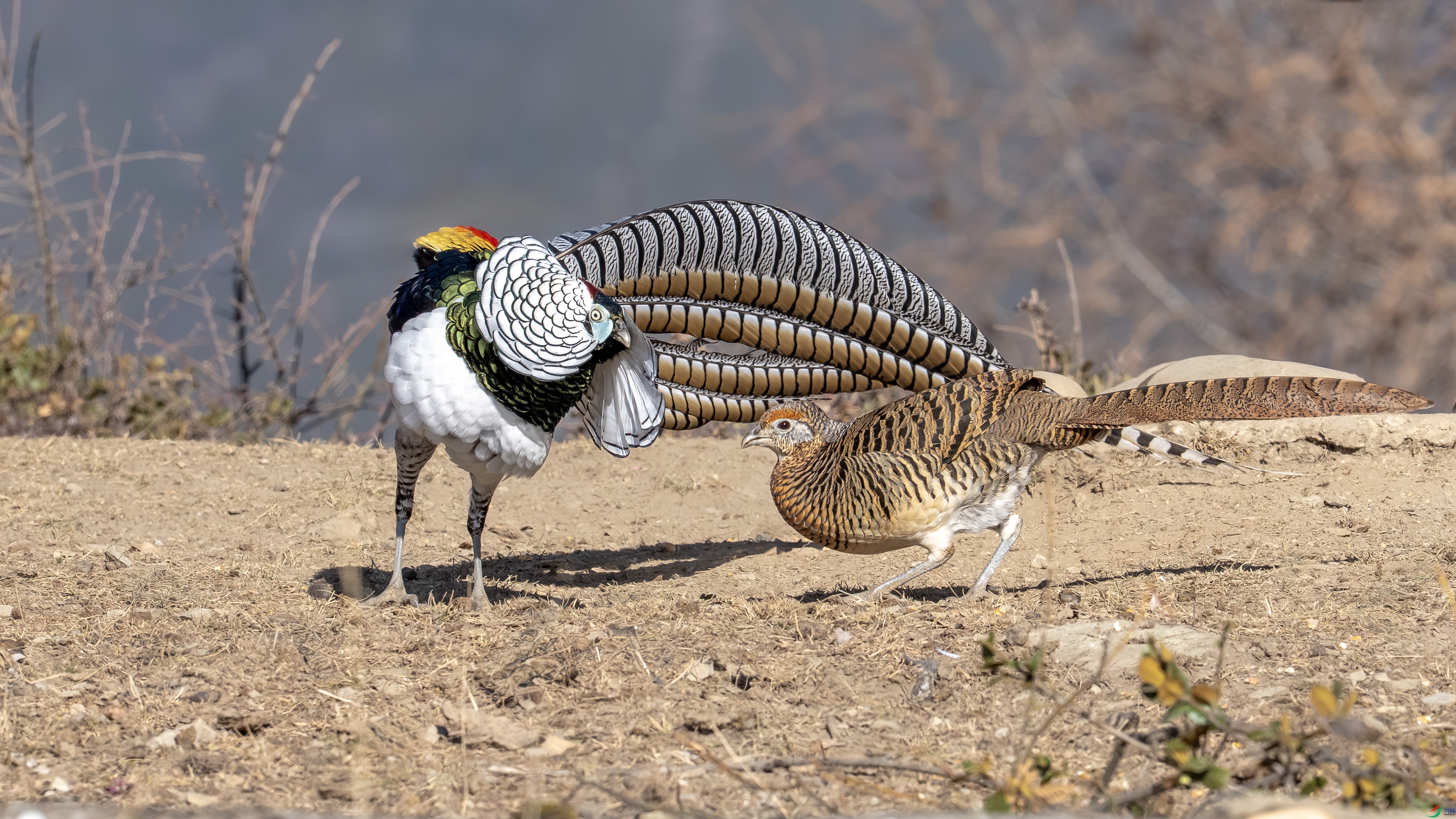 DSC04022 ����.jpg