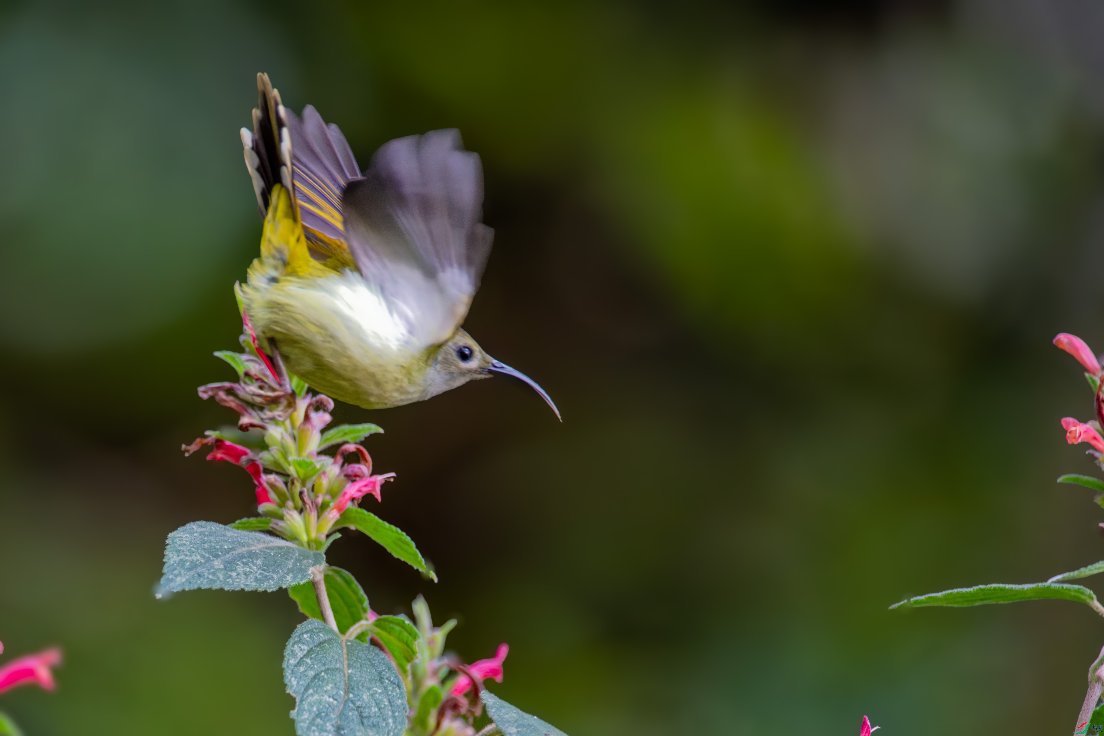 DSC_6946_DxO.jpg