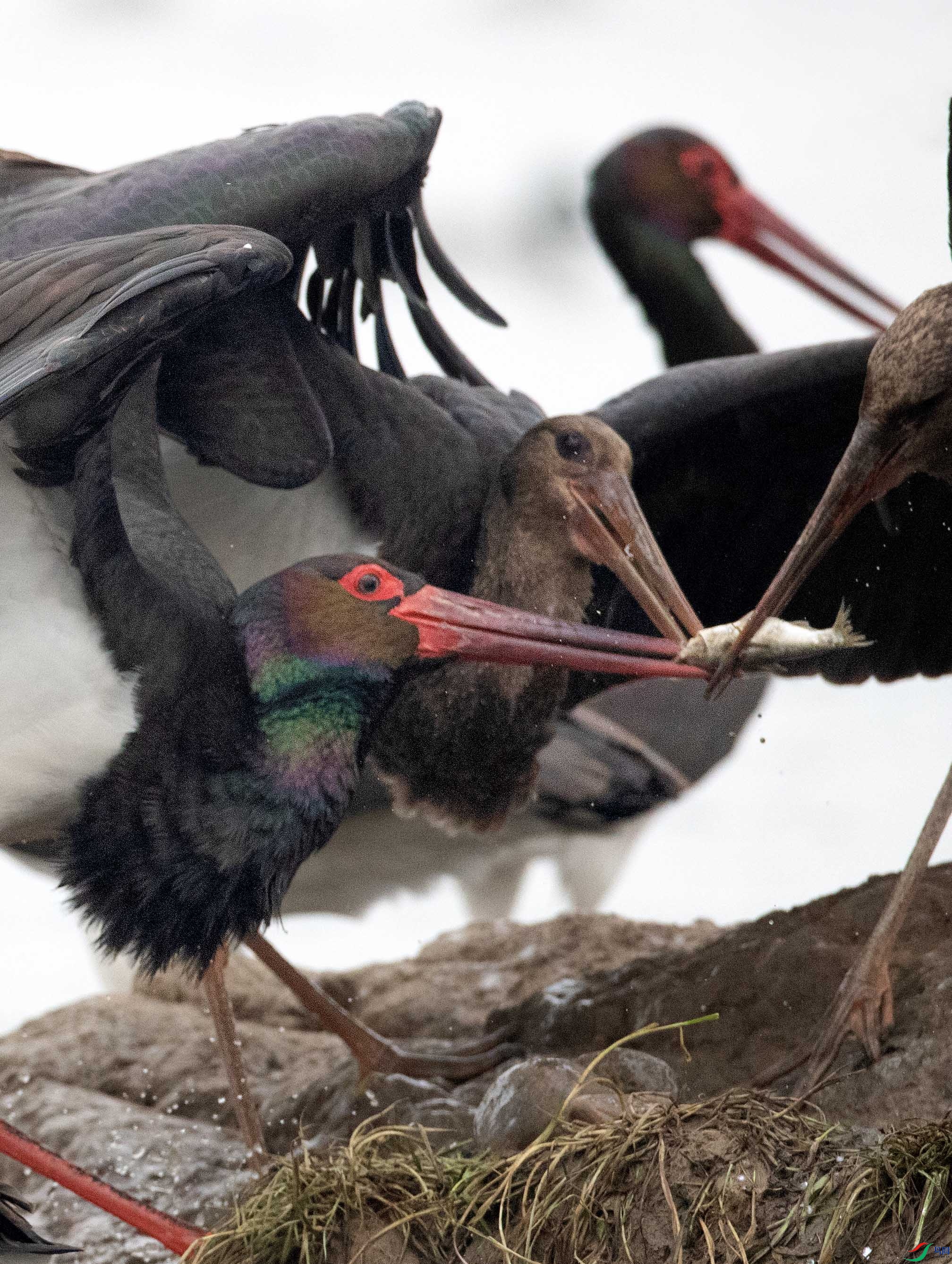 A79I4807 ����.jpg