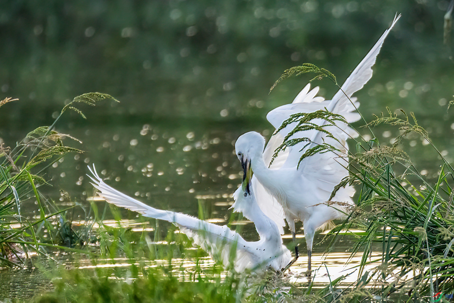 060A1414 ����-Sh----1 .jpg