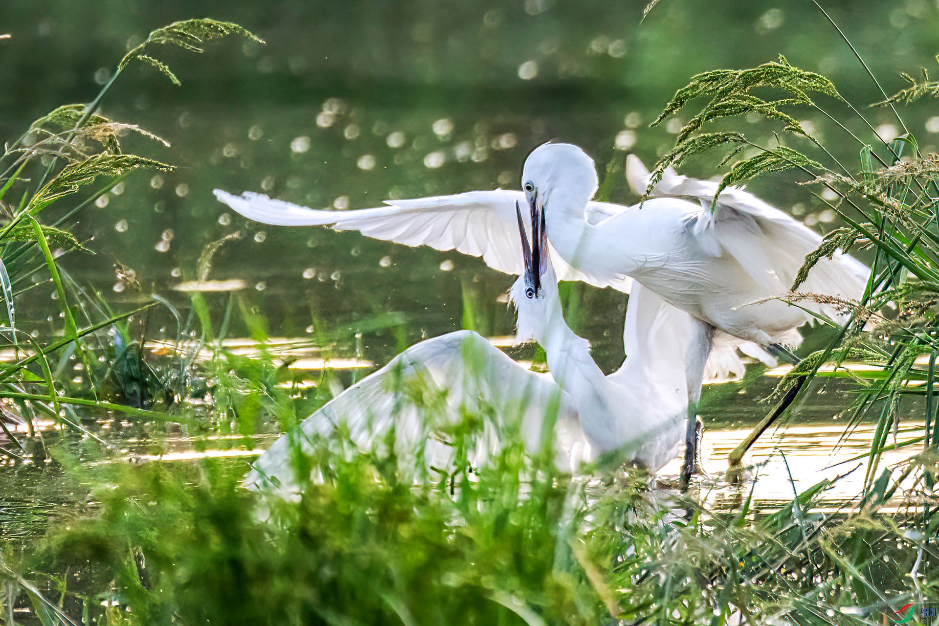 060A1415 ����-Sha----1 .jpg