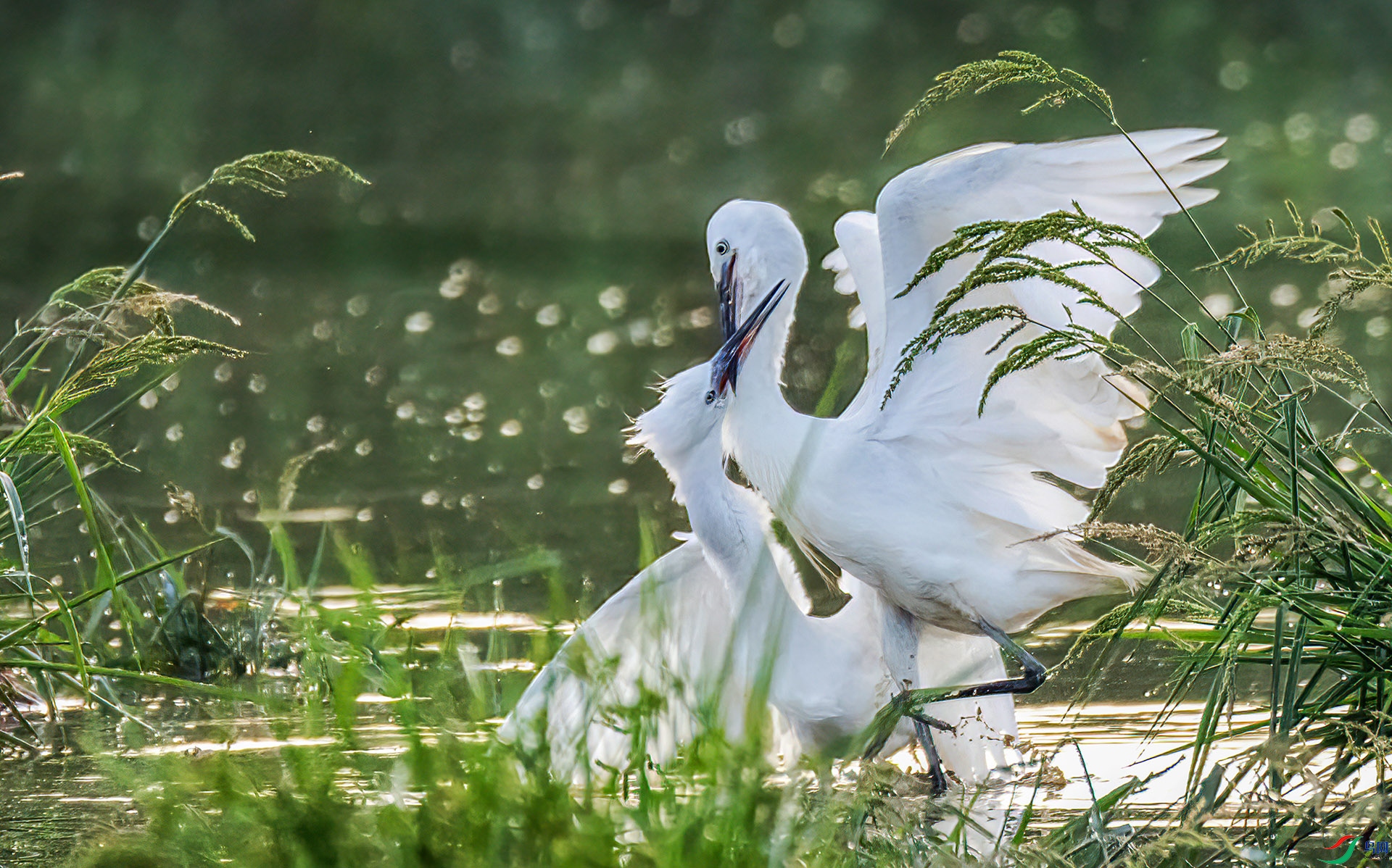 060A1416 ����-Sh----1 -.jpg