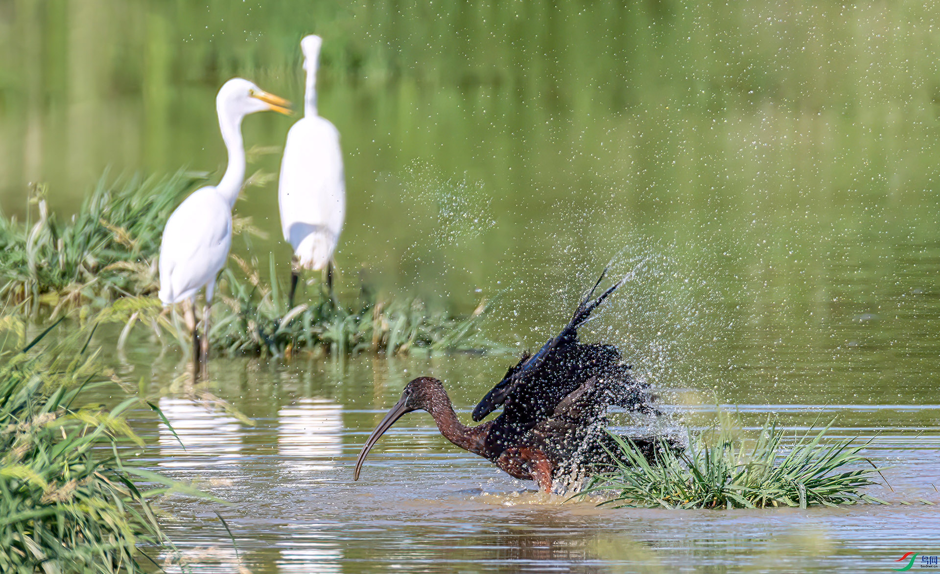 060A3049 ����-Sh----1 .jpg