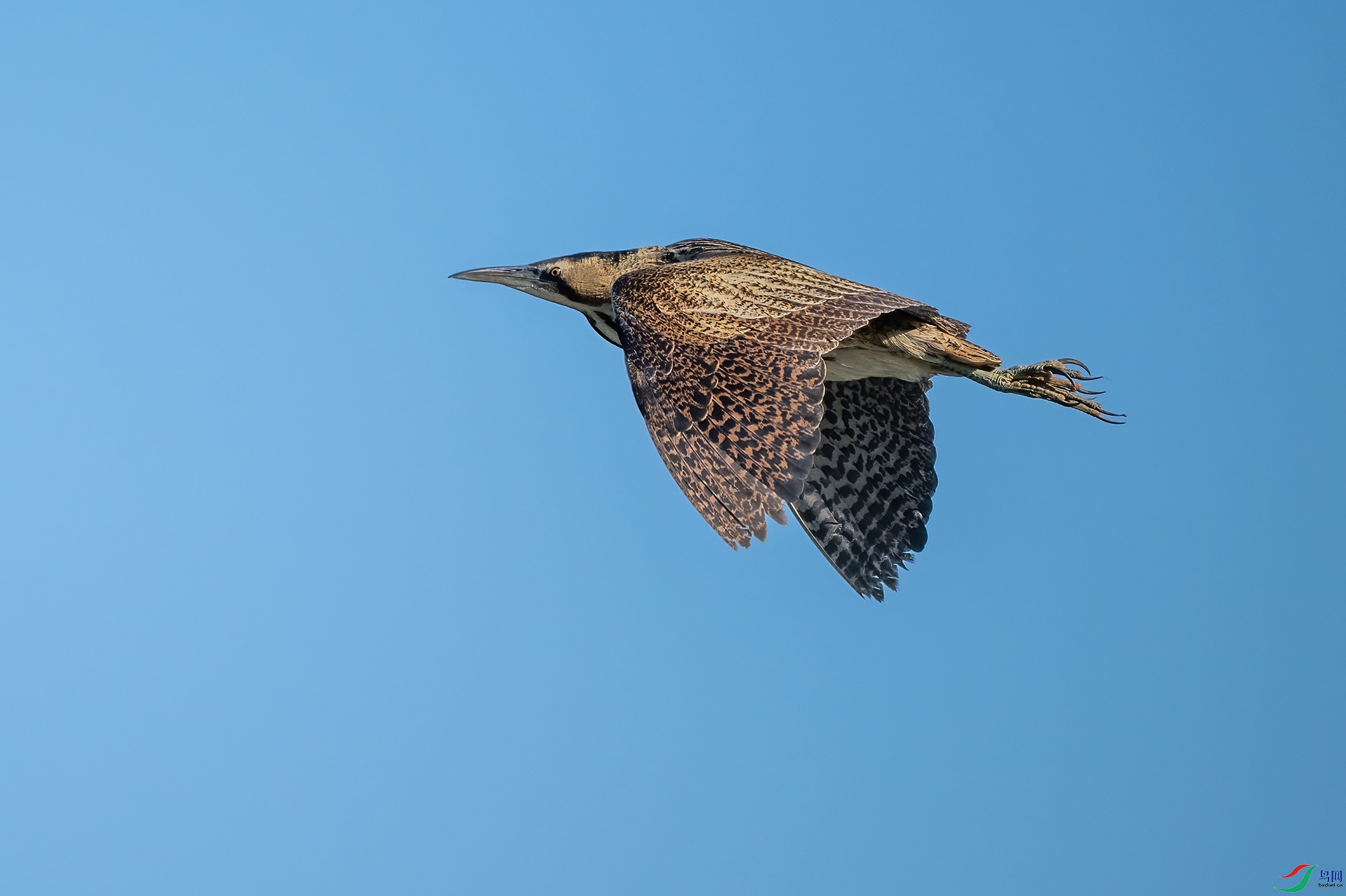 _DSC9624-.jpg