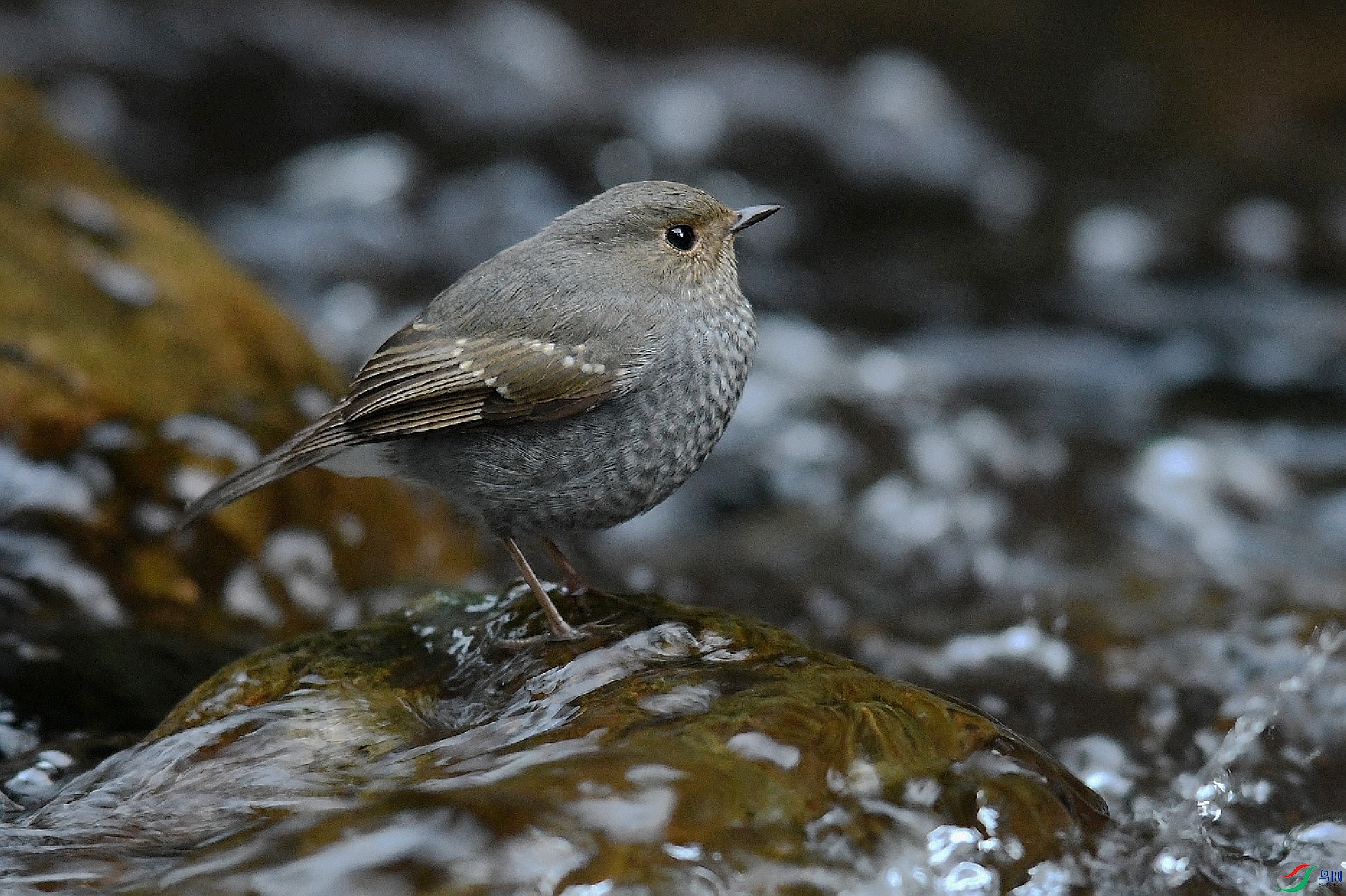 DSC_2984.jpg