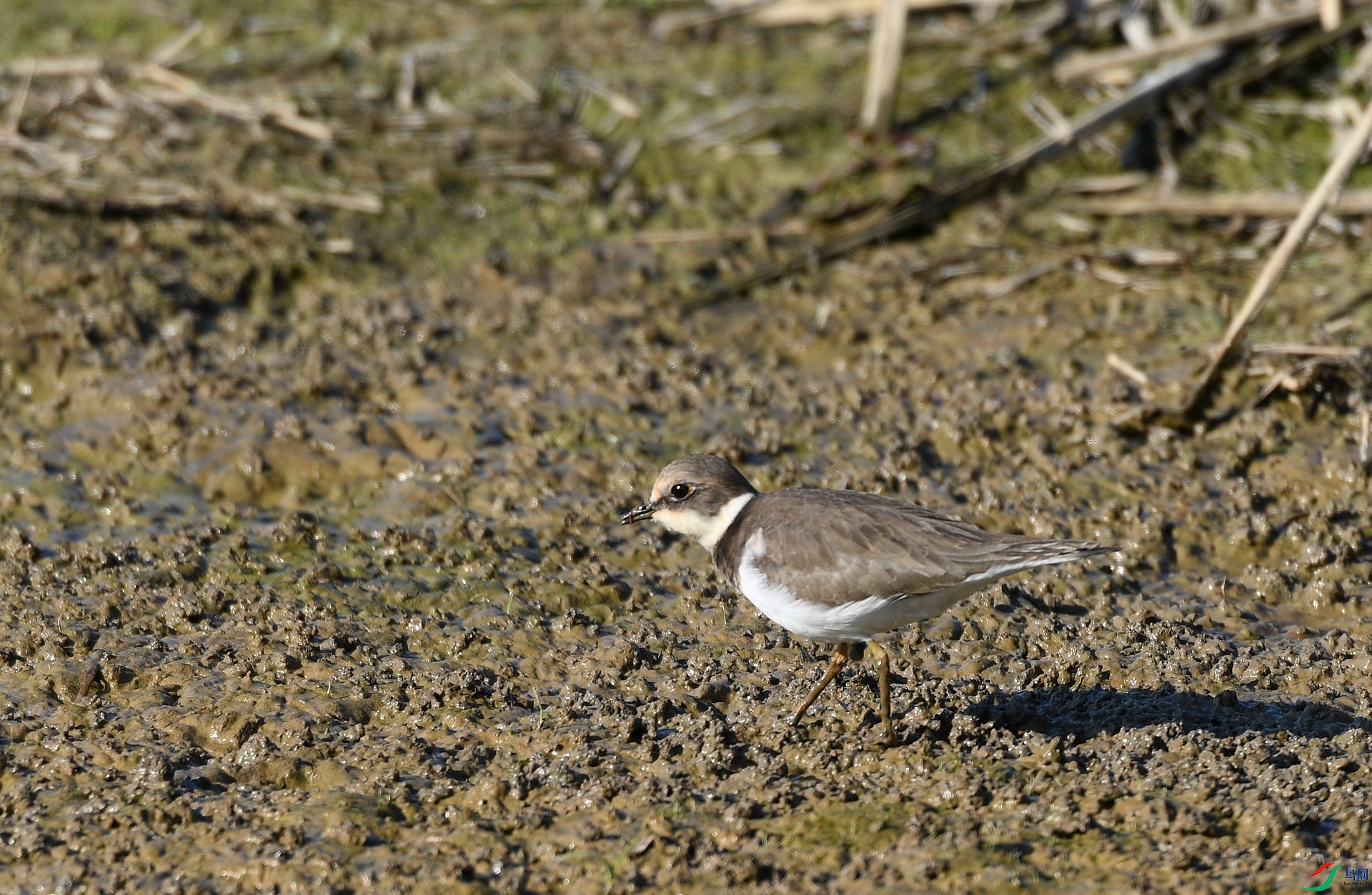 DSC_6116.jpg