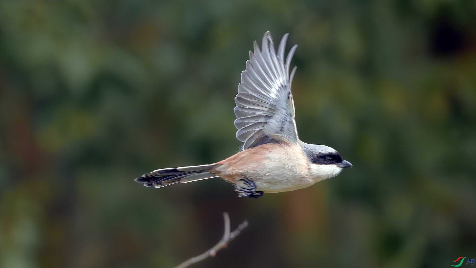 DSC_8264-����ǿ-NR ����.jpg