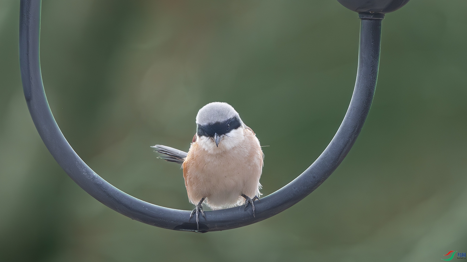 DSC_8278-����ǿ-NR ����.jpg