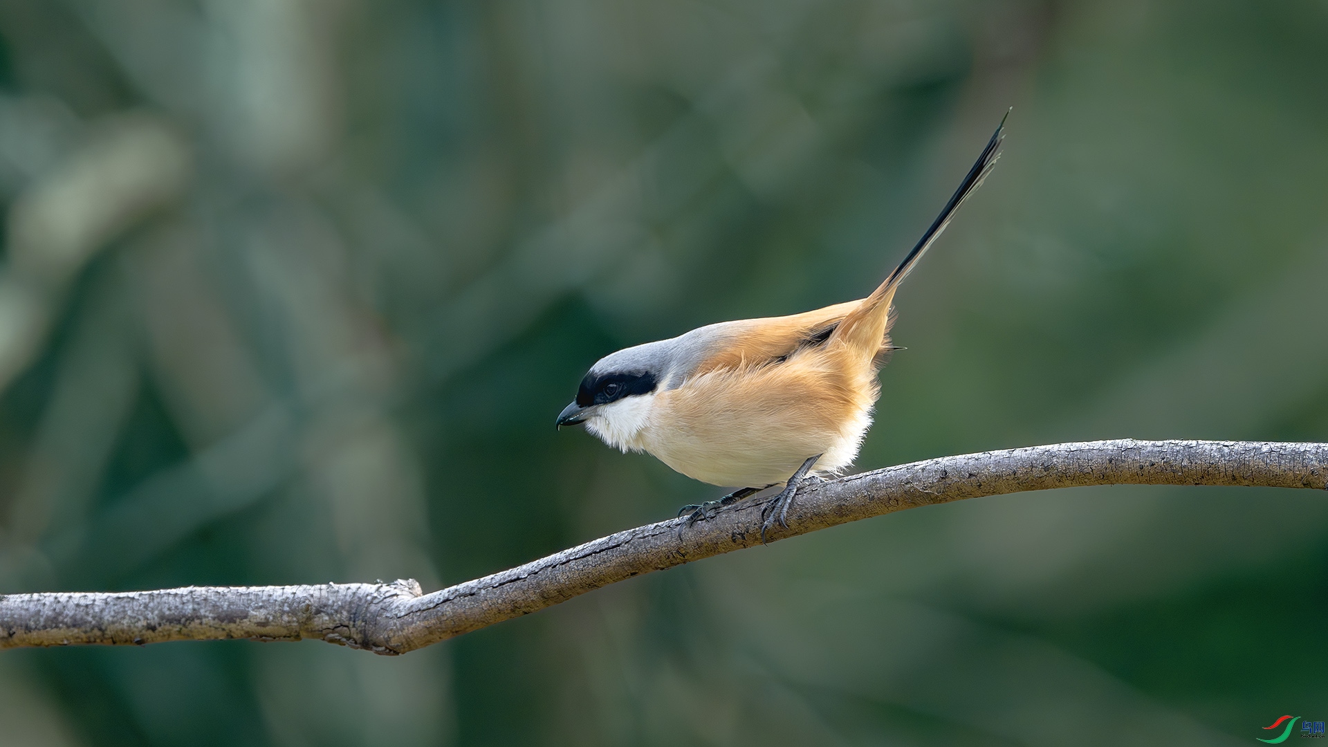 DSC_8331-����ǿ-NR ����.jpg