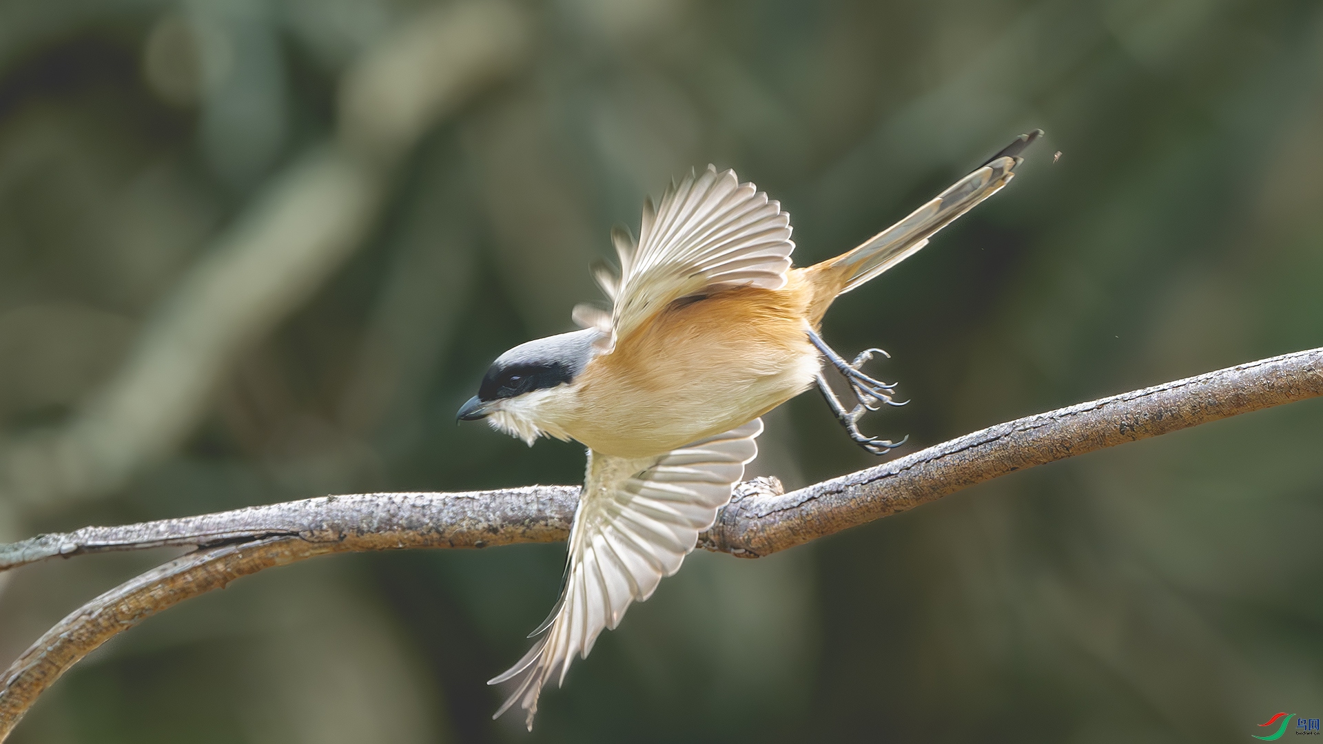 DSC_8334-����ǿ-NR ����.jpg