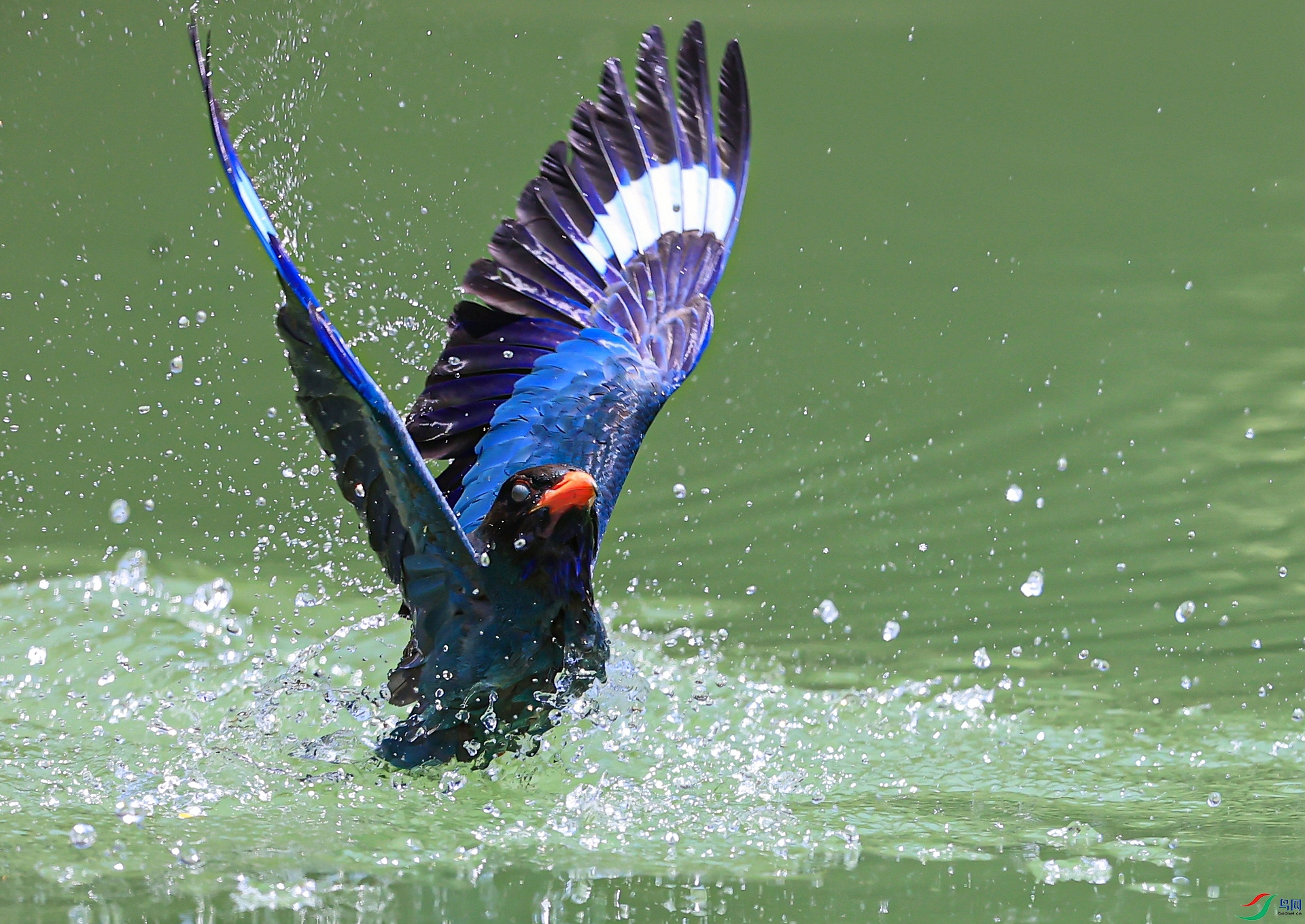 ����AK1I6313�� Ӿ��������.jpg