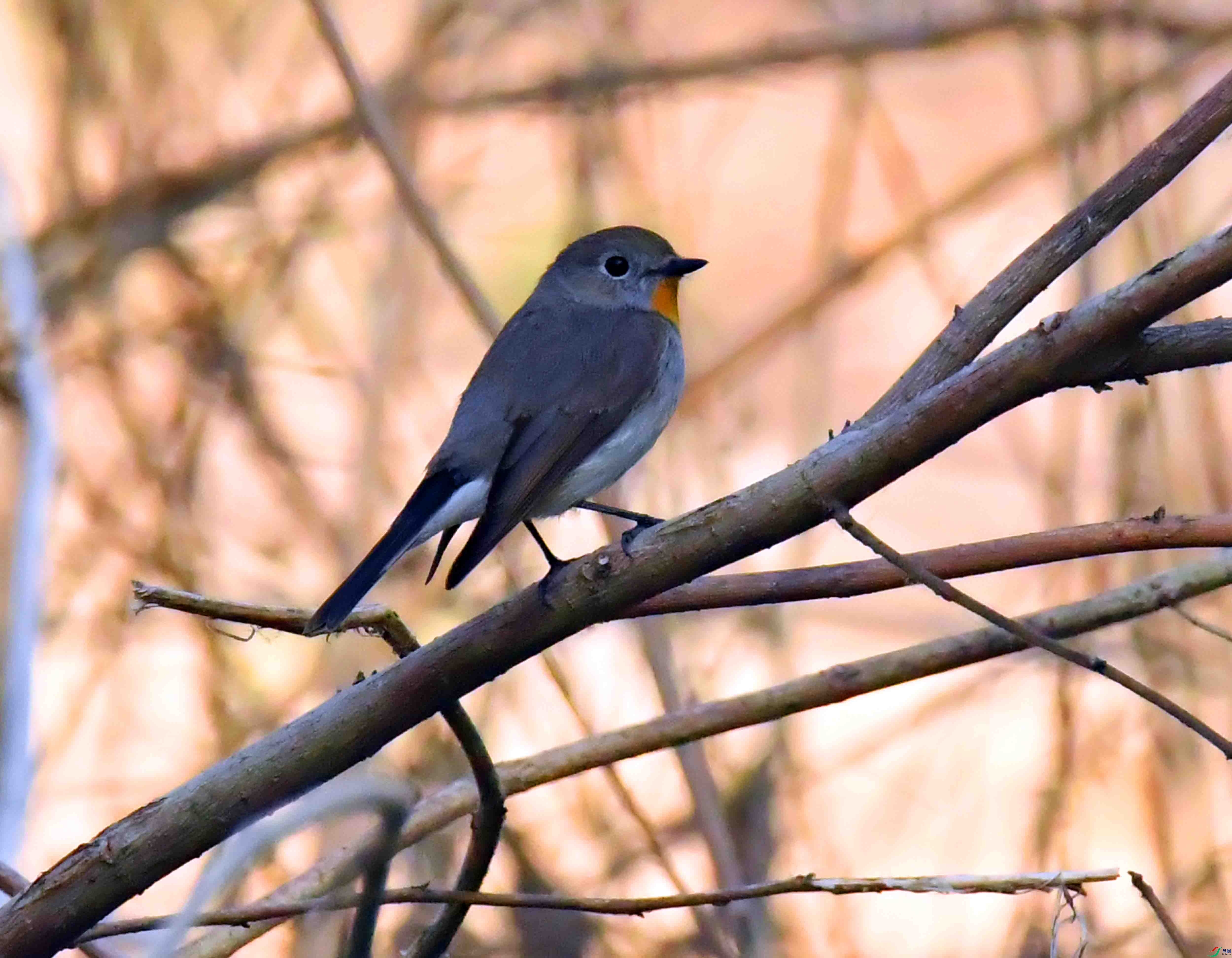 DSC_5049.JPG