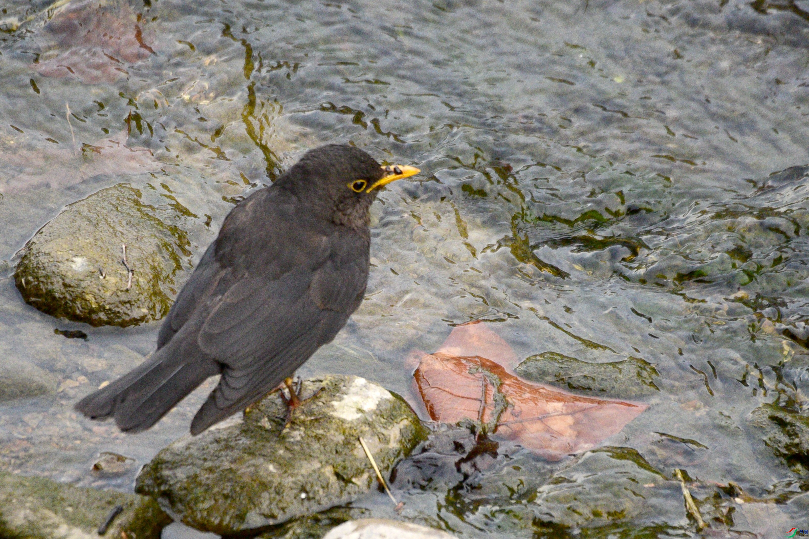 DSC_4921.JPG