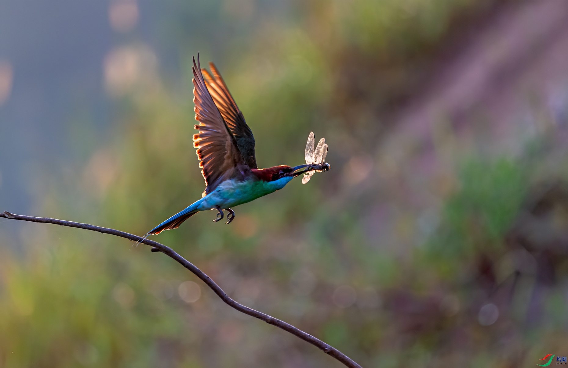 DSC_6329-11.jpg