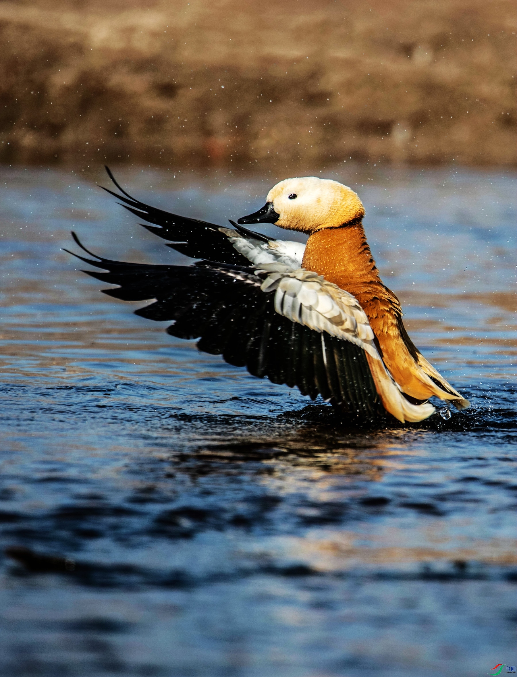 ˦������     ��Ѽ����.jpg