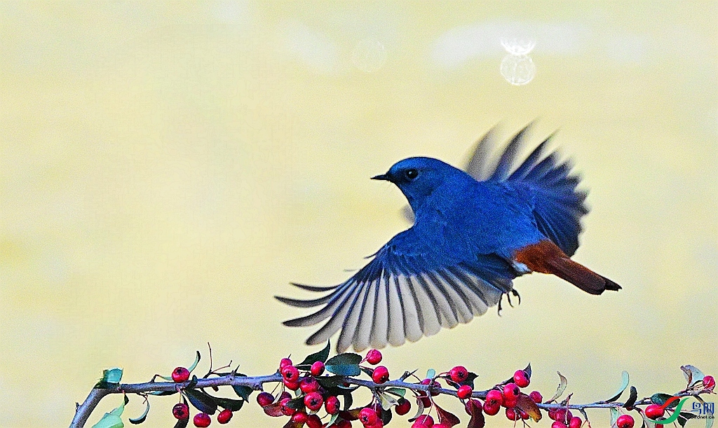 DSC_0037 - ����.JPG