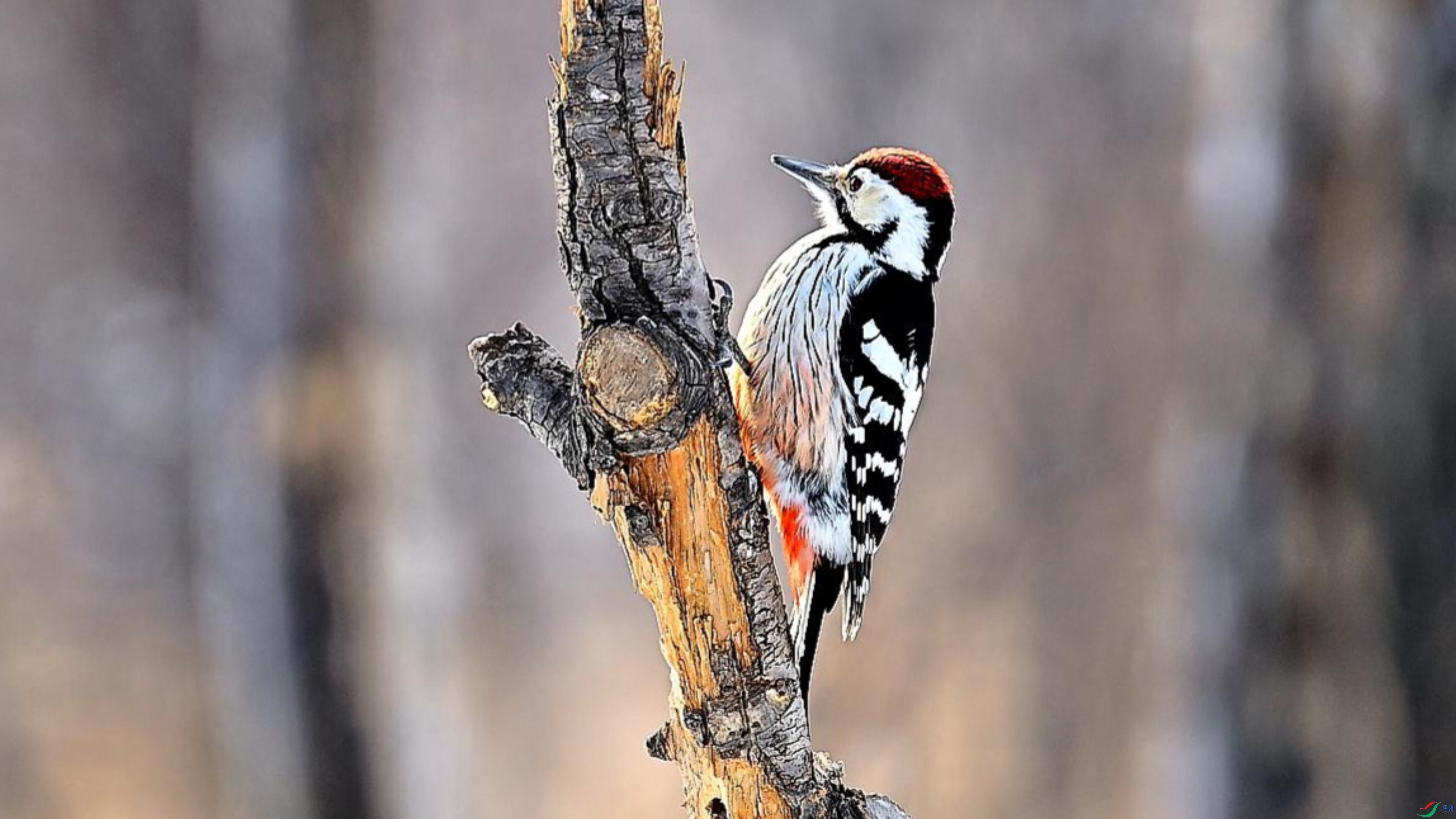 �ױ���ľ��