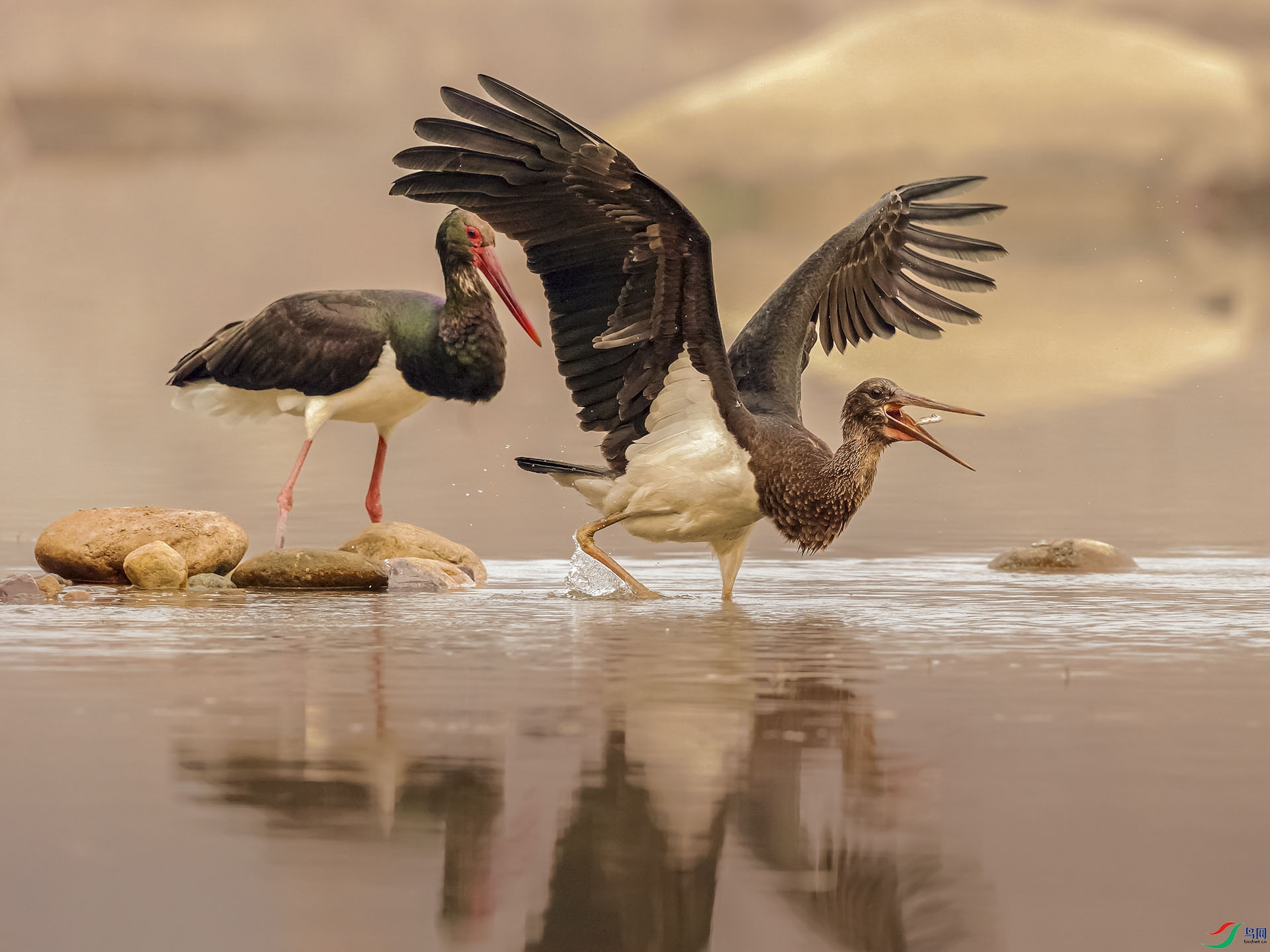 AI4T3736_����66666633 ����.jpg