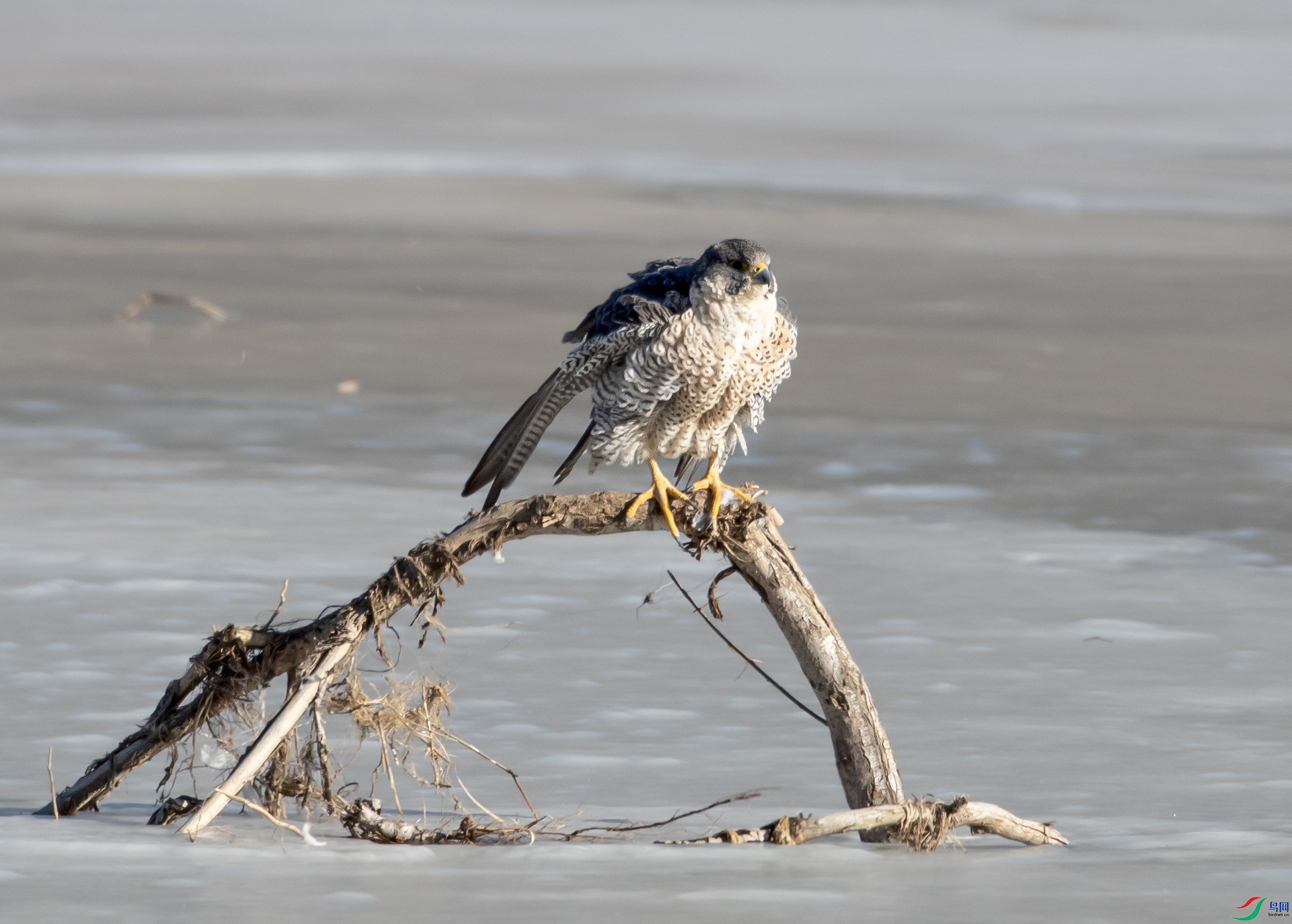 A79I3639 ����.jpg