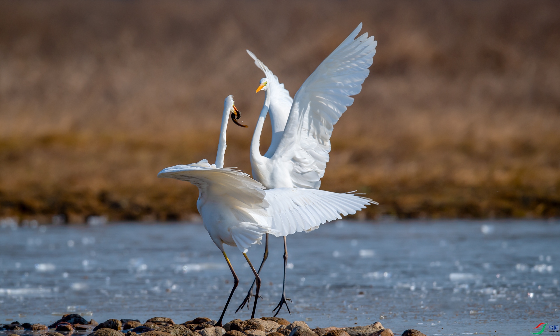 DSC_����� - ����.jpg