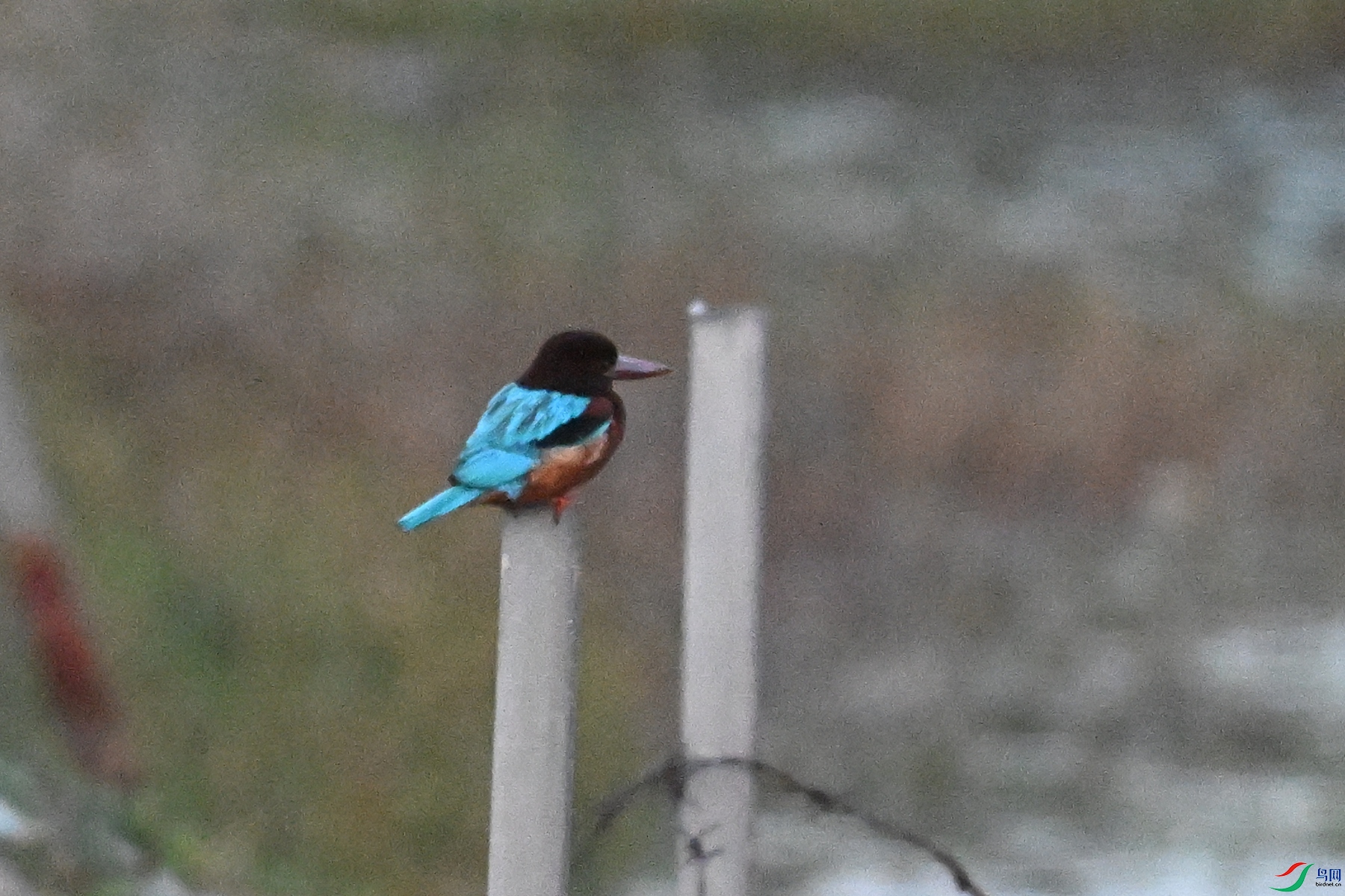 DSC_7749.JPG
