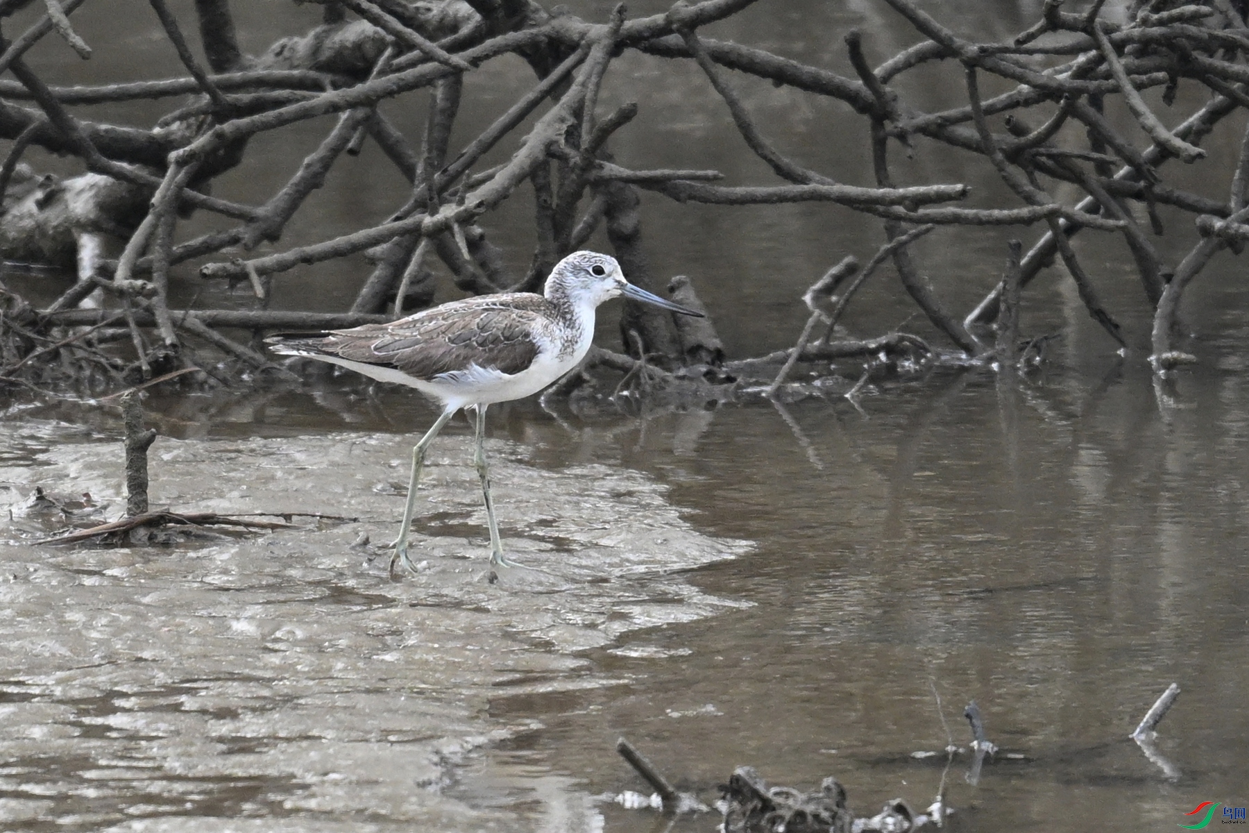 DSC_7767.JPG