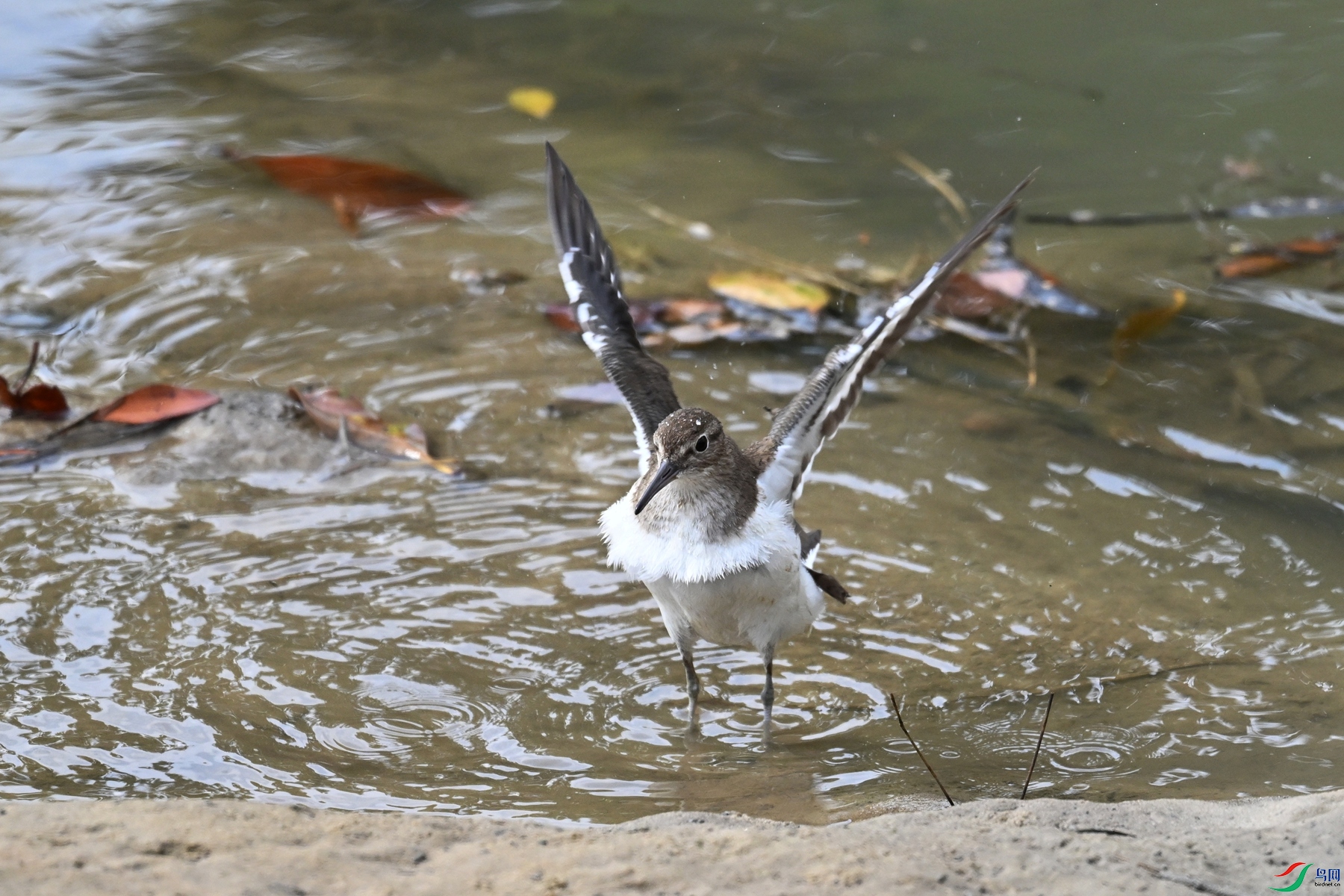 DSC_7783.JPG
