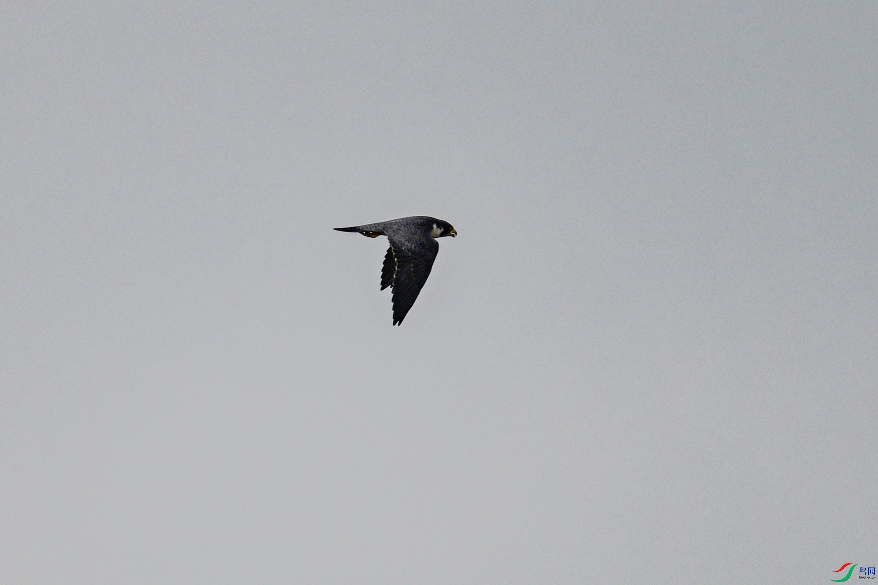 DSC_7793.JPG