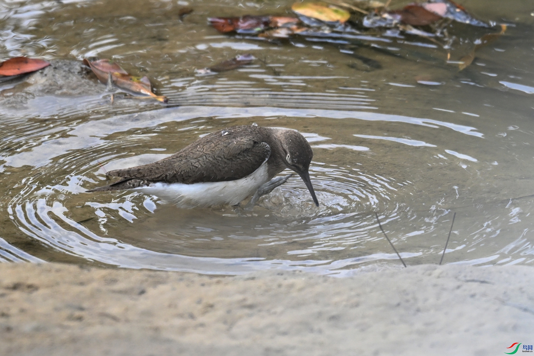 DSC_7775.JPG