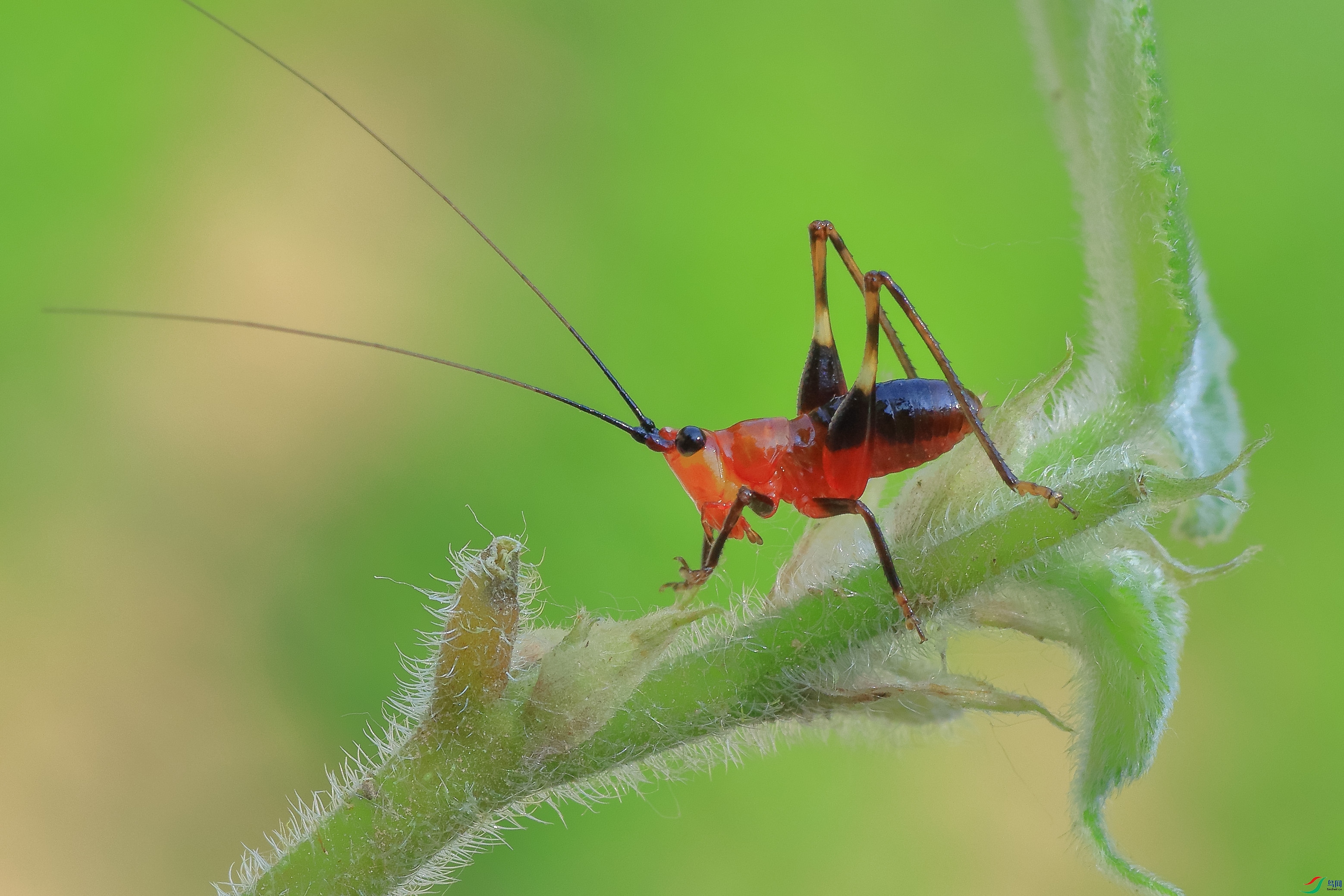 7T8A0890 ����.jpg