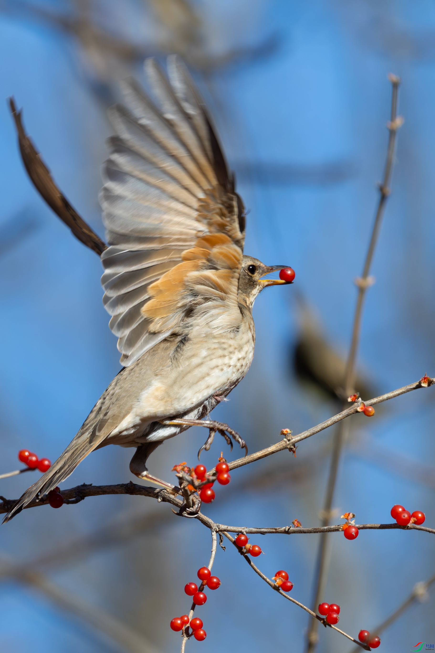 DSC_2794.jpg