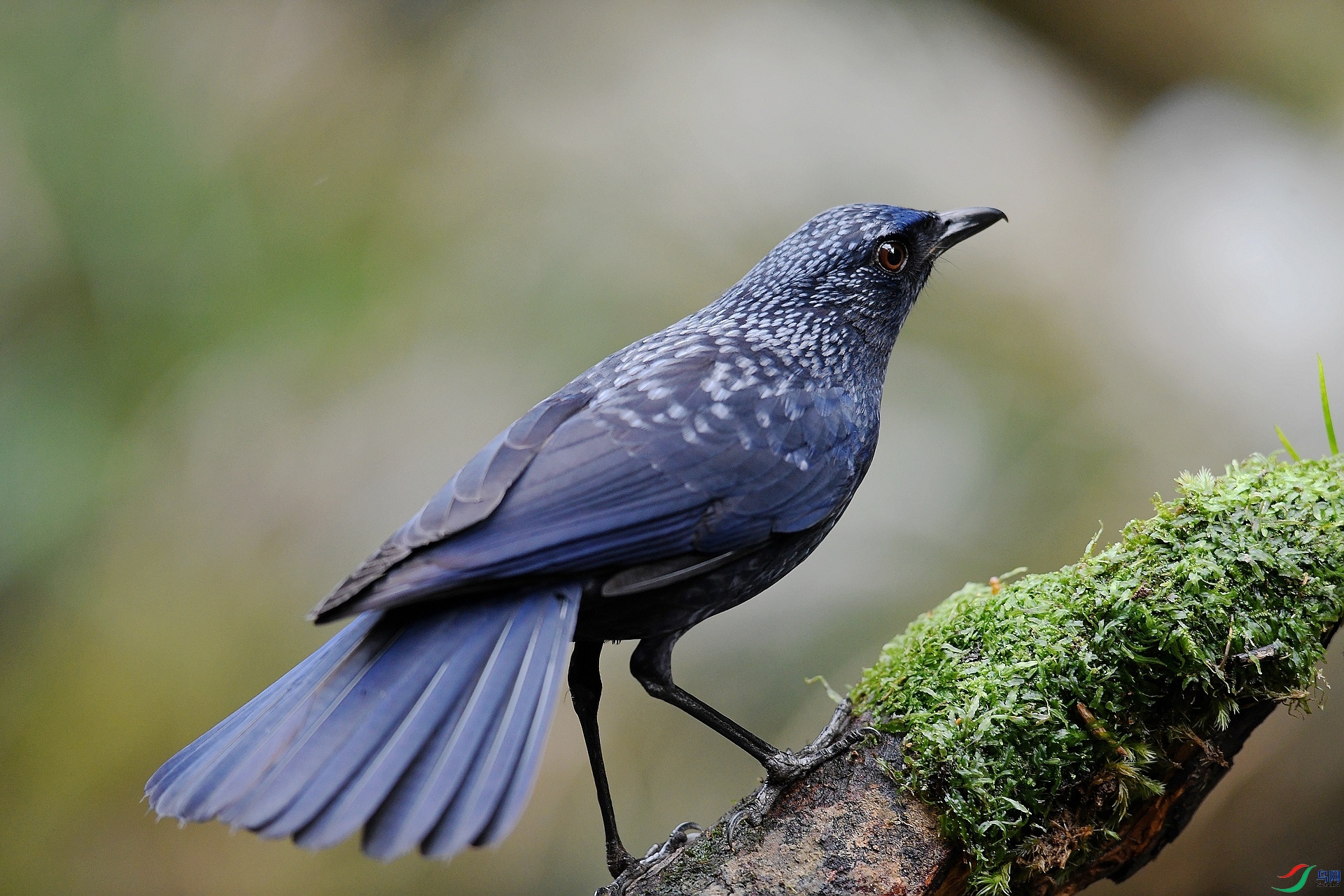 DSC_6559.jpg