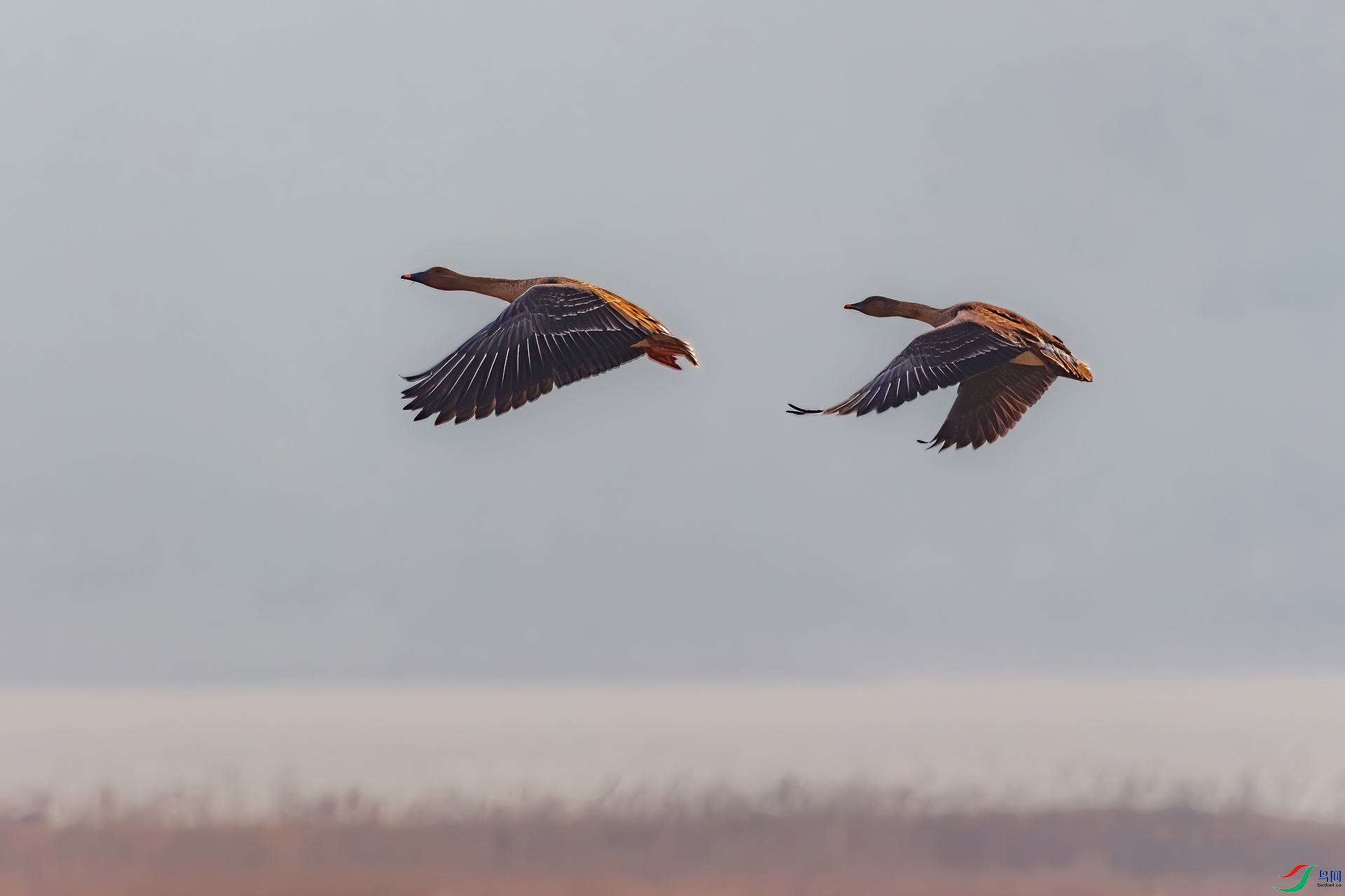 _MG_5468-CR2_DxO_(1920).jpg