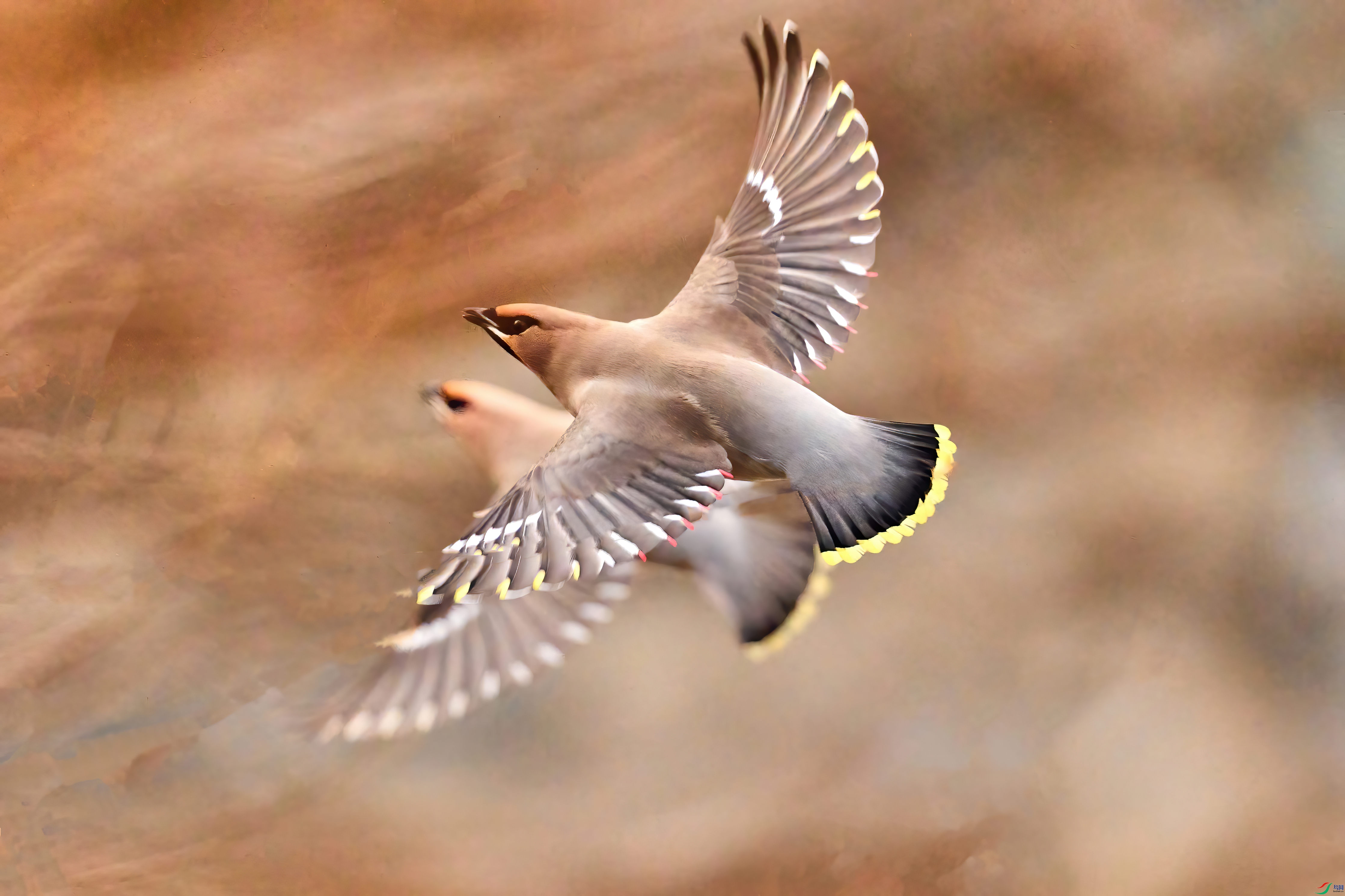 A1207846-DeNoiseAI-standard.jpg