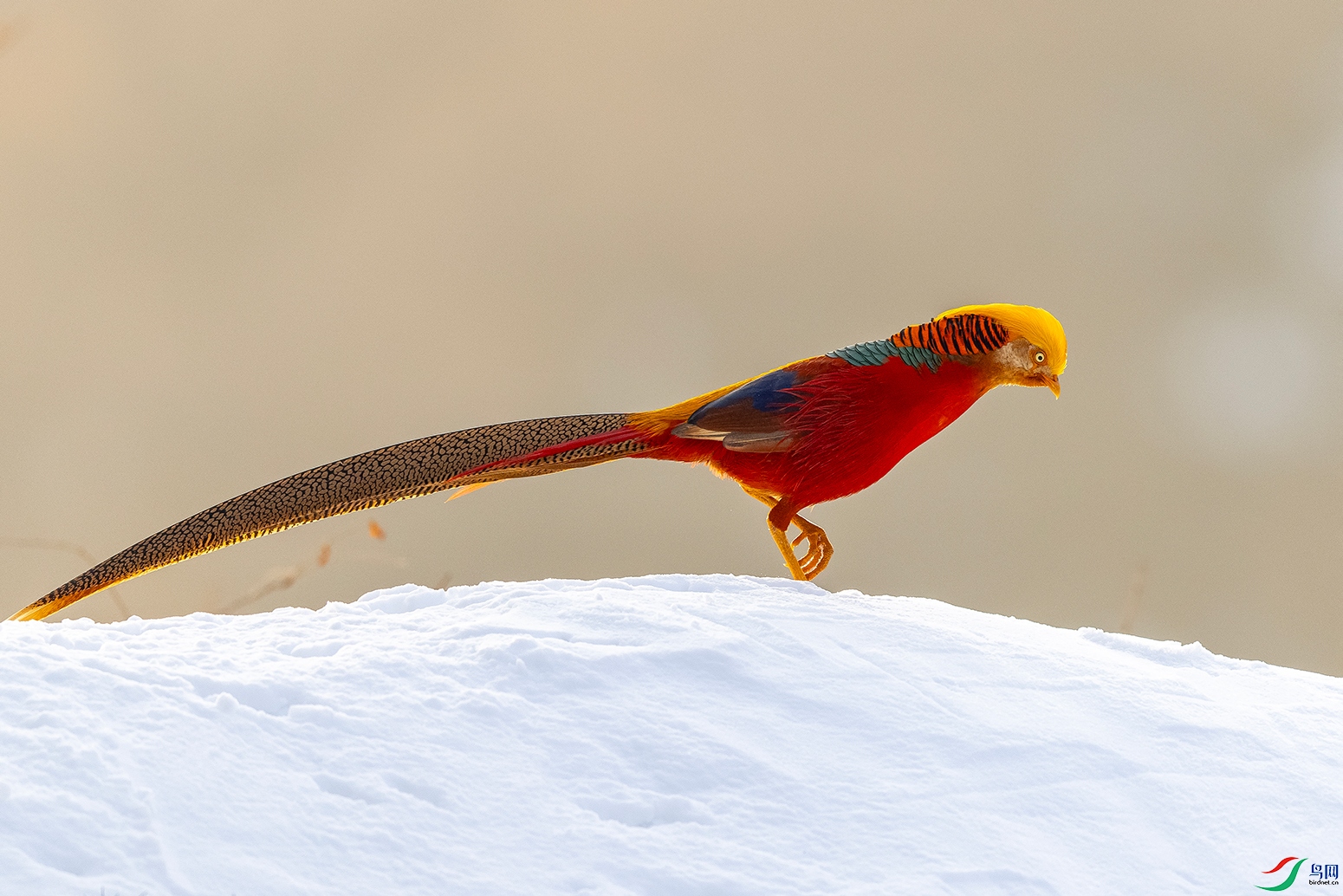 IMG_0837 ����.jpg