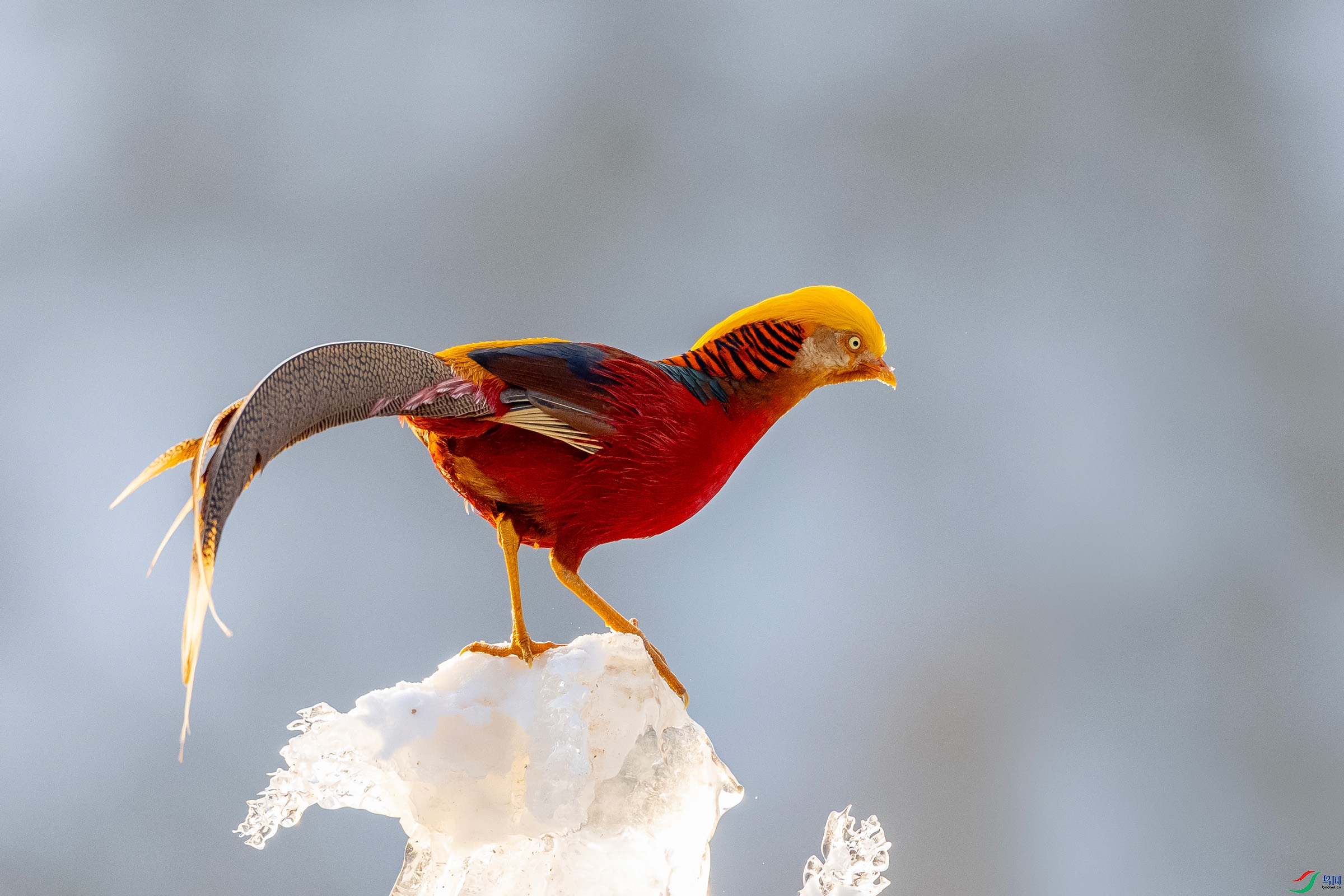 IMG_0851 ����.jpg