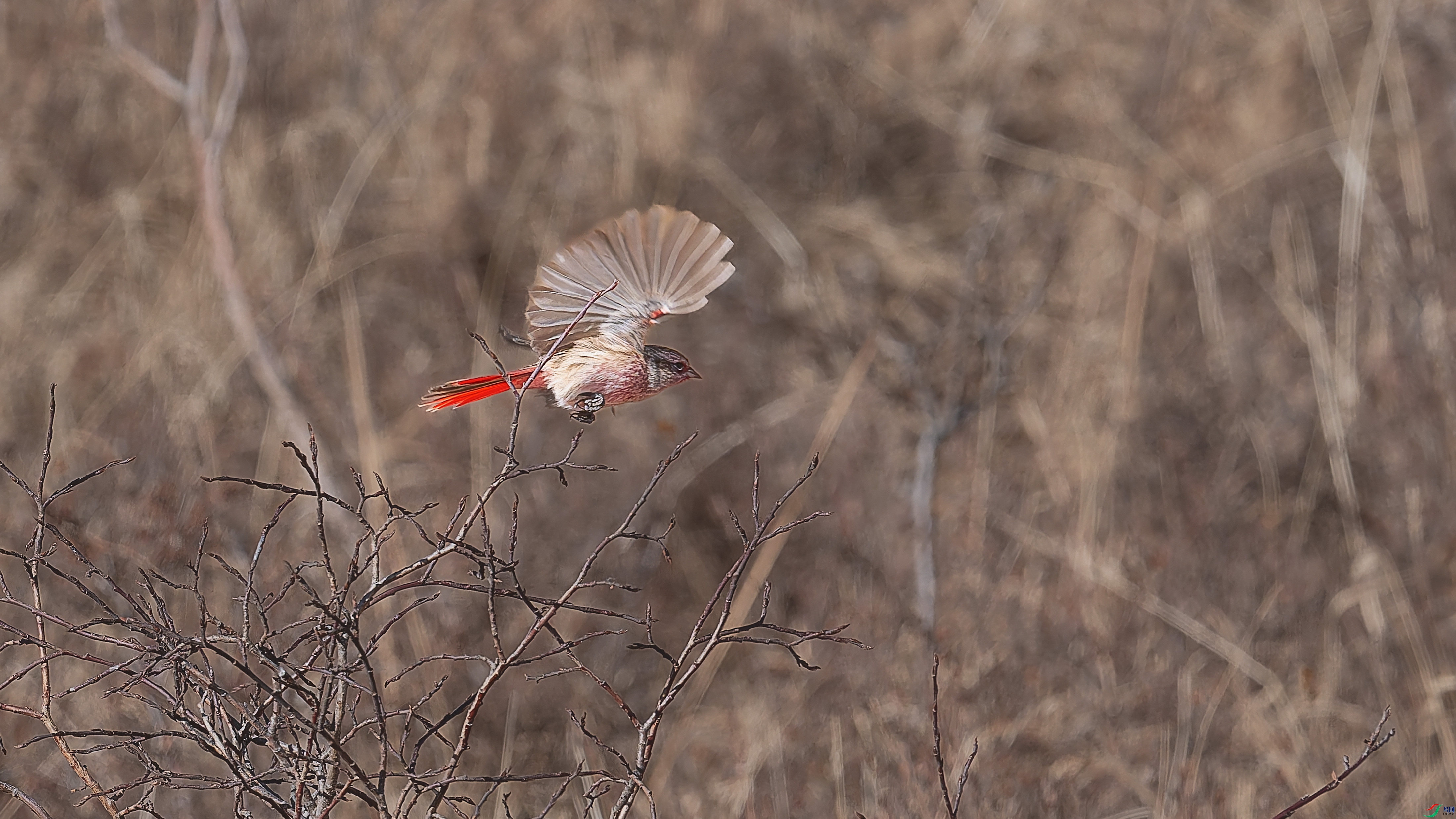 ���c--�й�������