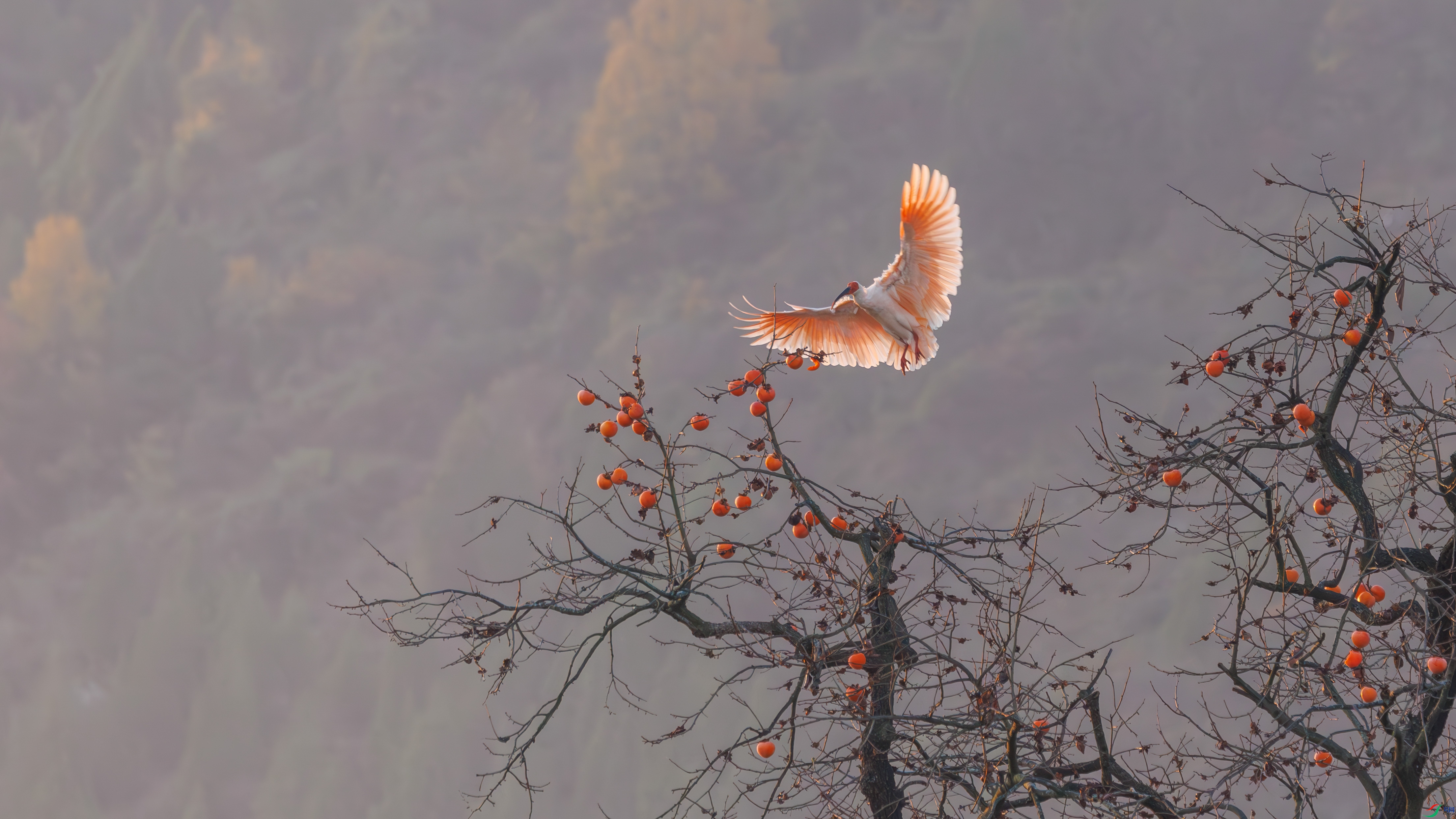 2I7A3048-����ǿ-NR ����.jpg