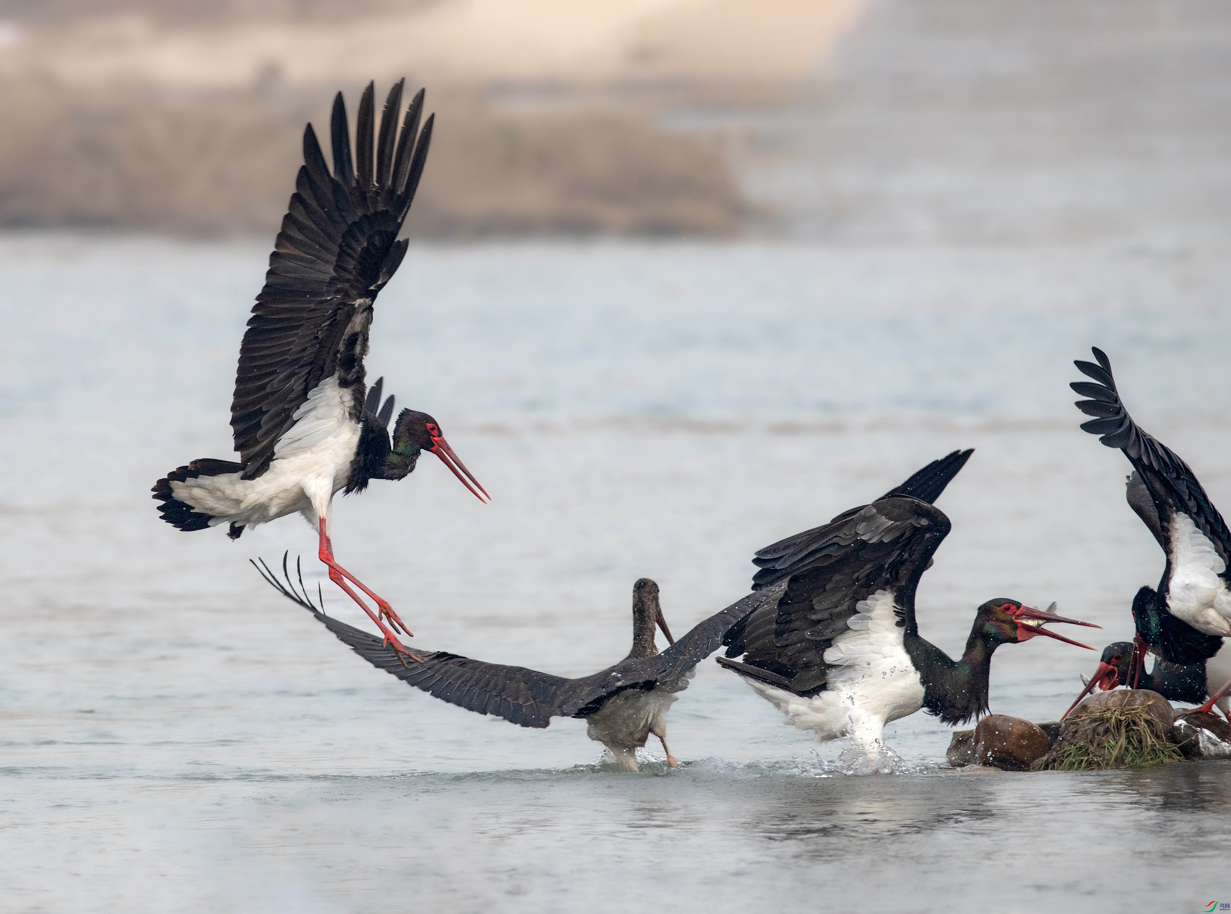 A79I4960 ����.jpg