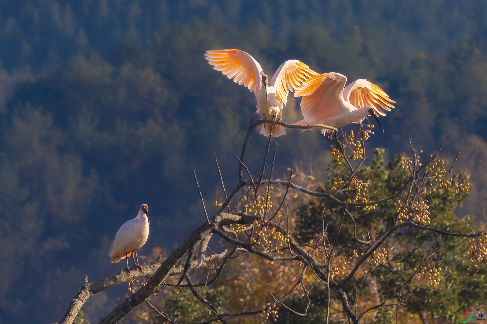 �������q