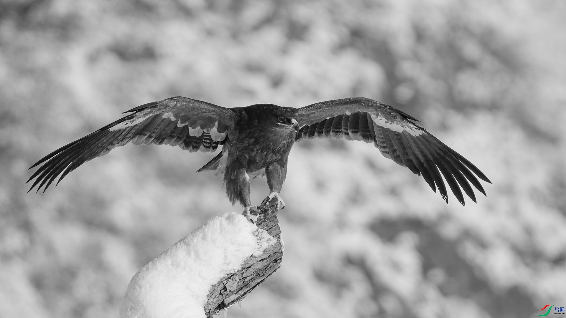 DSC05091 ����.jpg