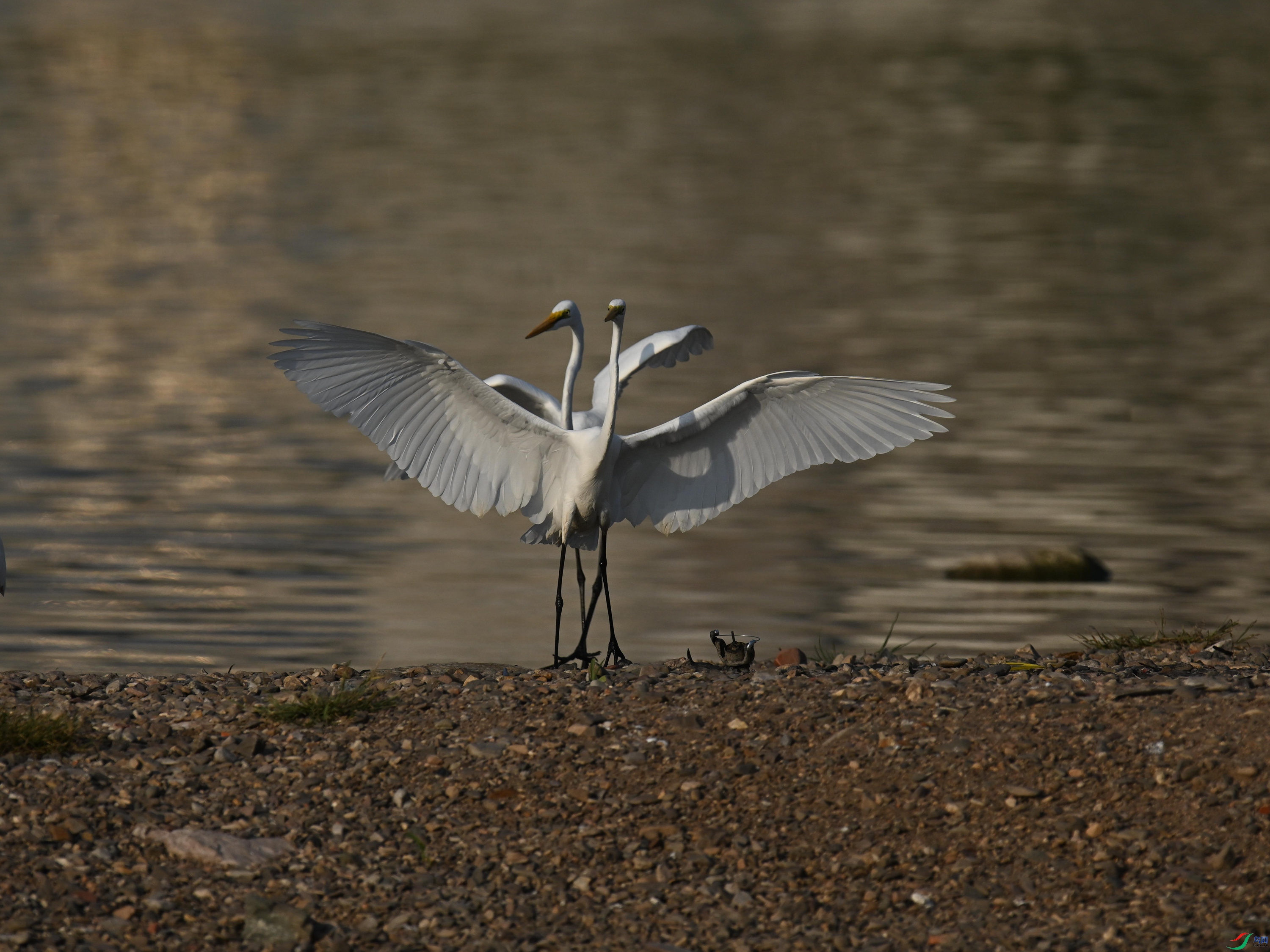 ���� (6).jpg