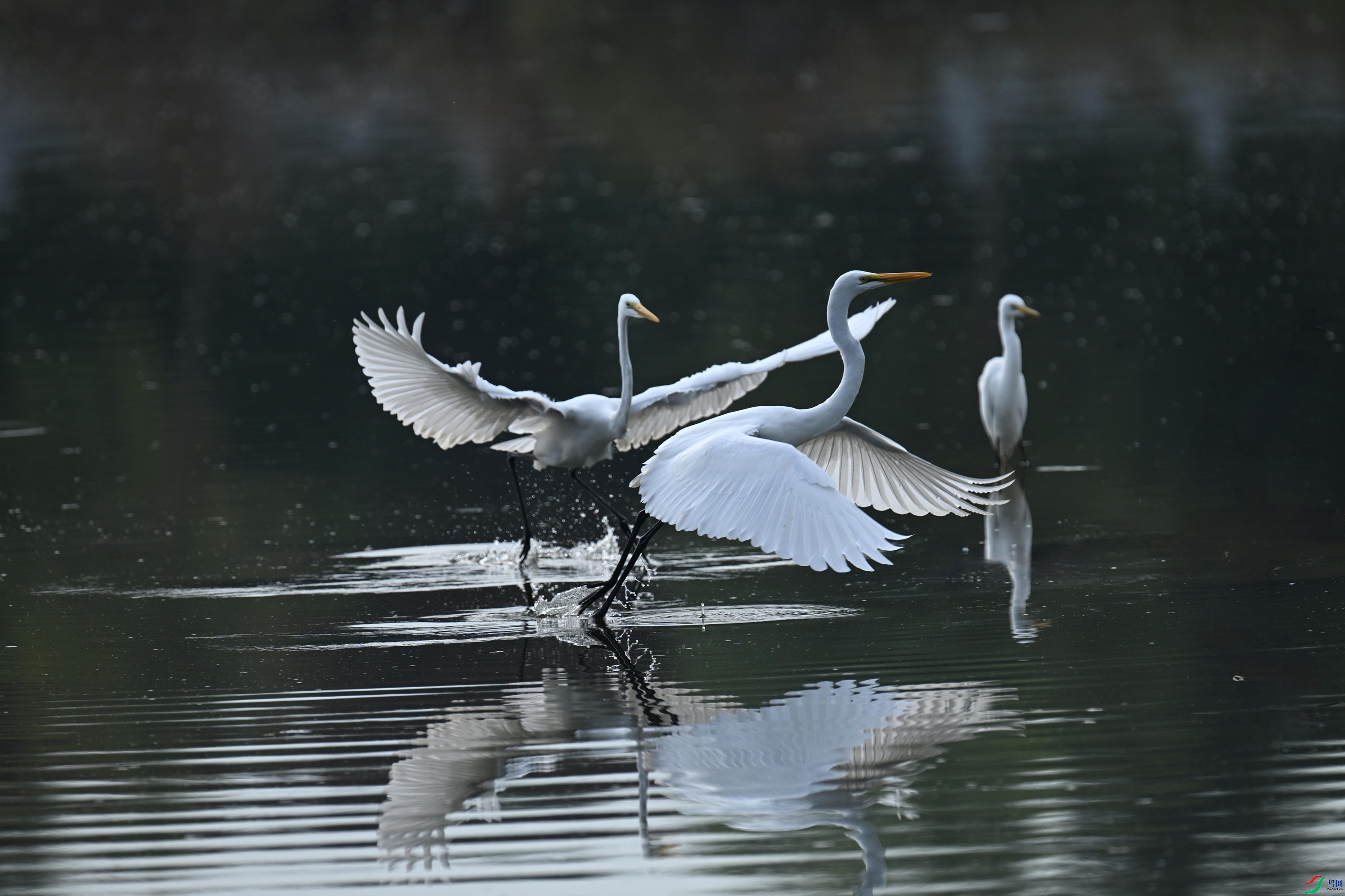 ���� (16).jpg