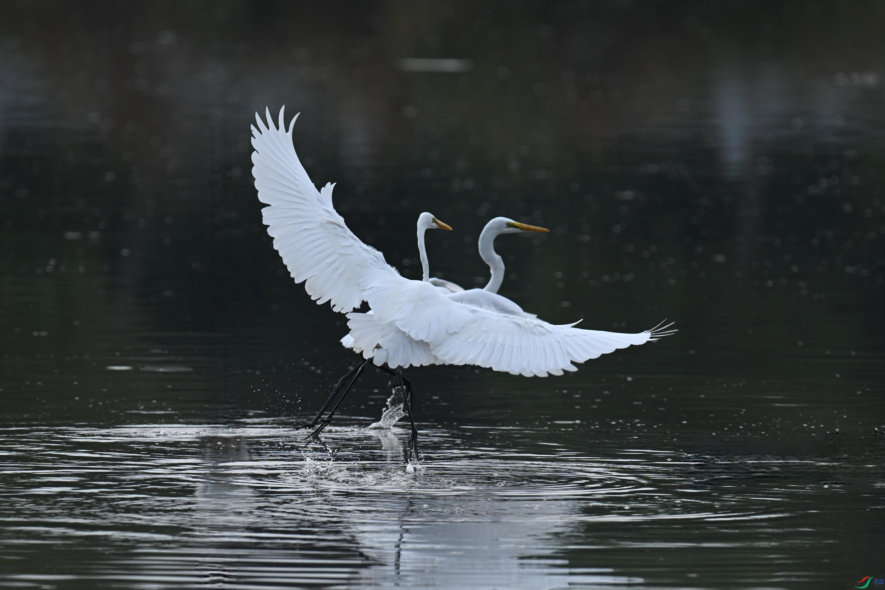 ���� (17).jpg