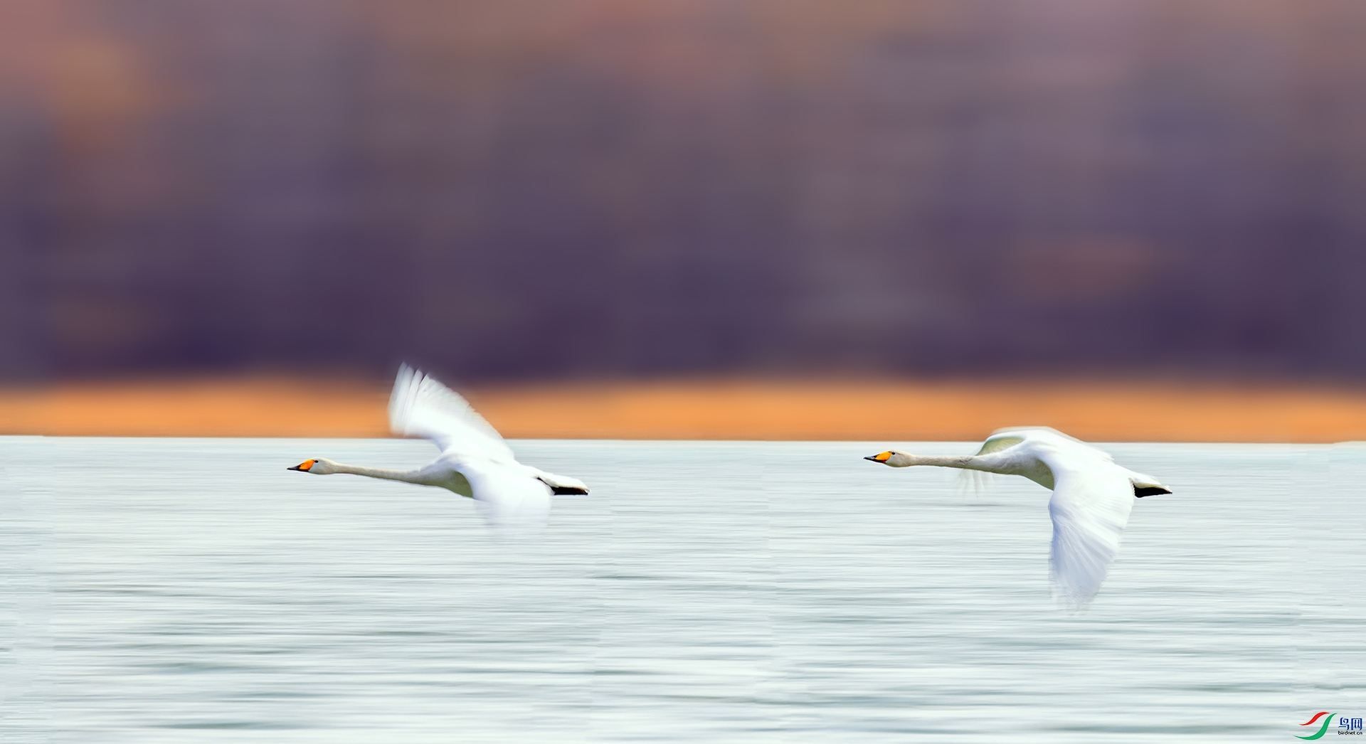 407A6208 ����-Sh---1 .jpg