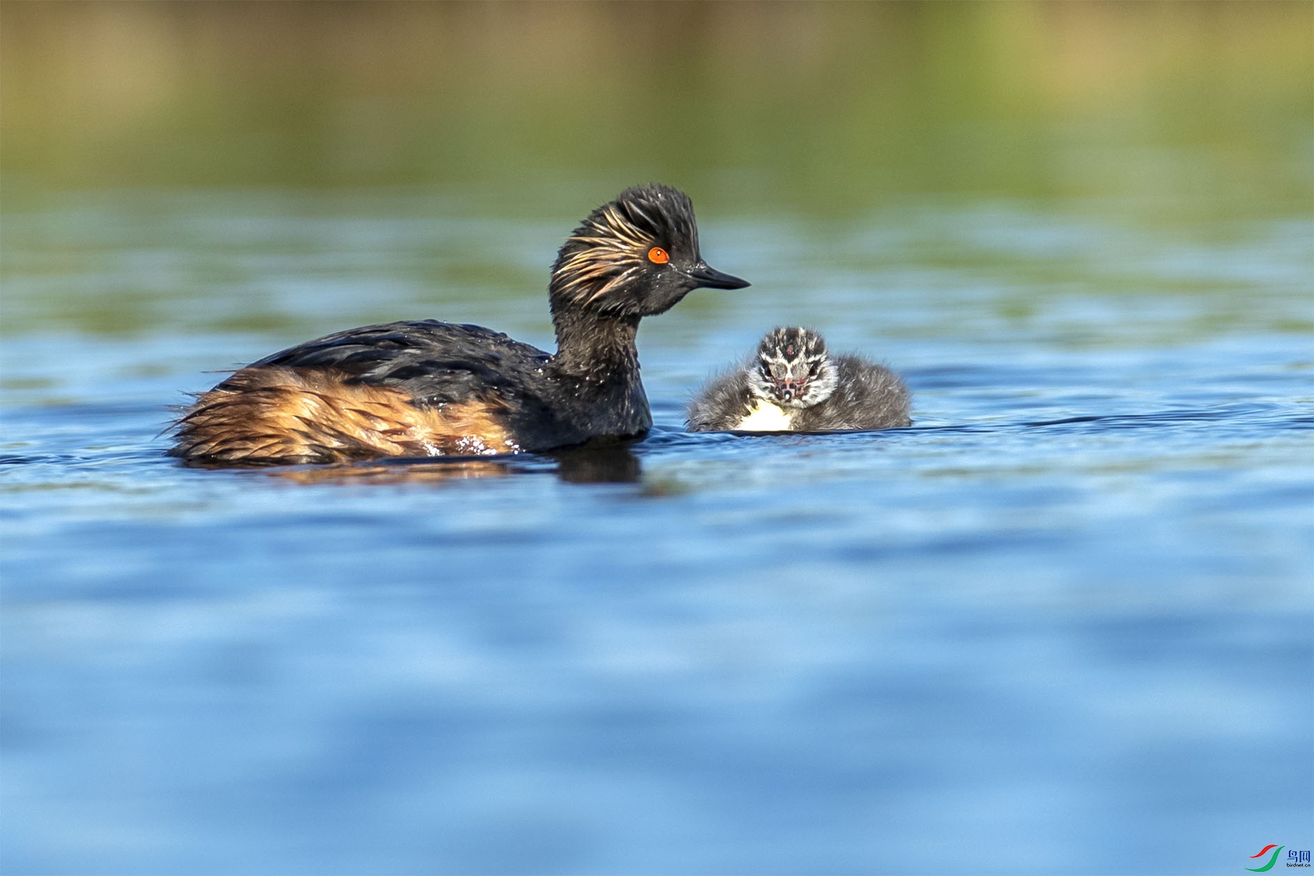 BP2I9282 ����.jpg