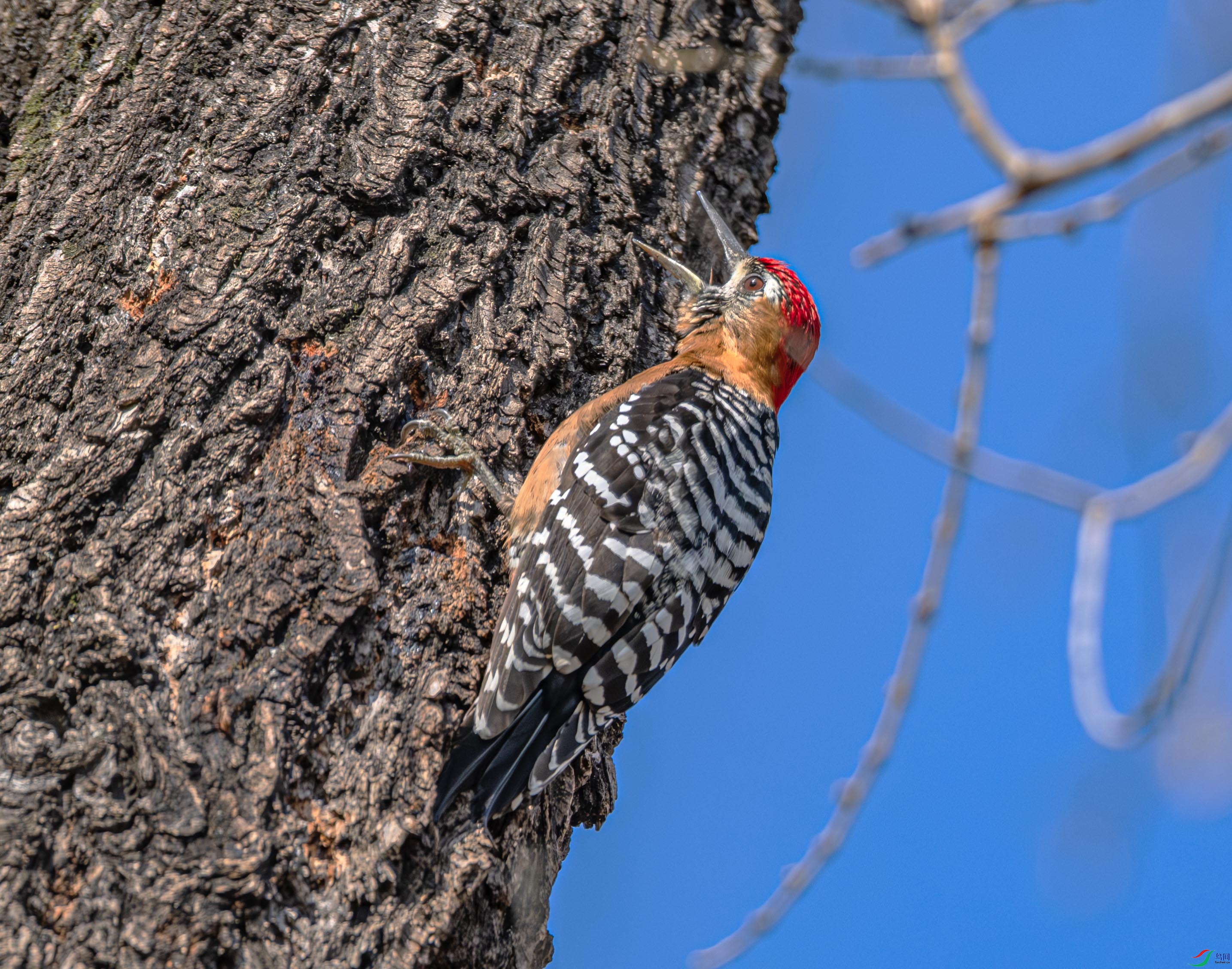 DSCF3682 ����.jpg