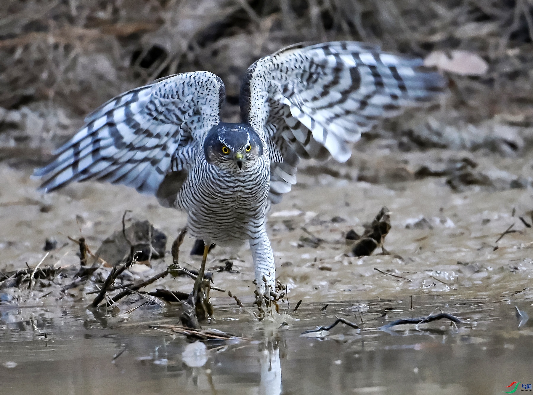 DSC_4769ȸӥ.jpg