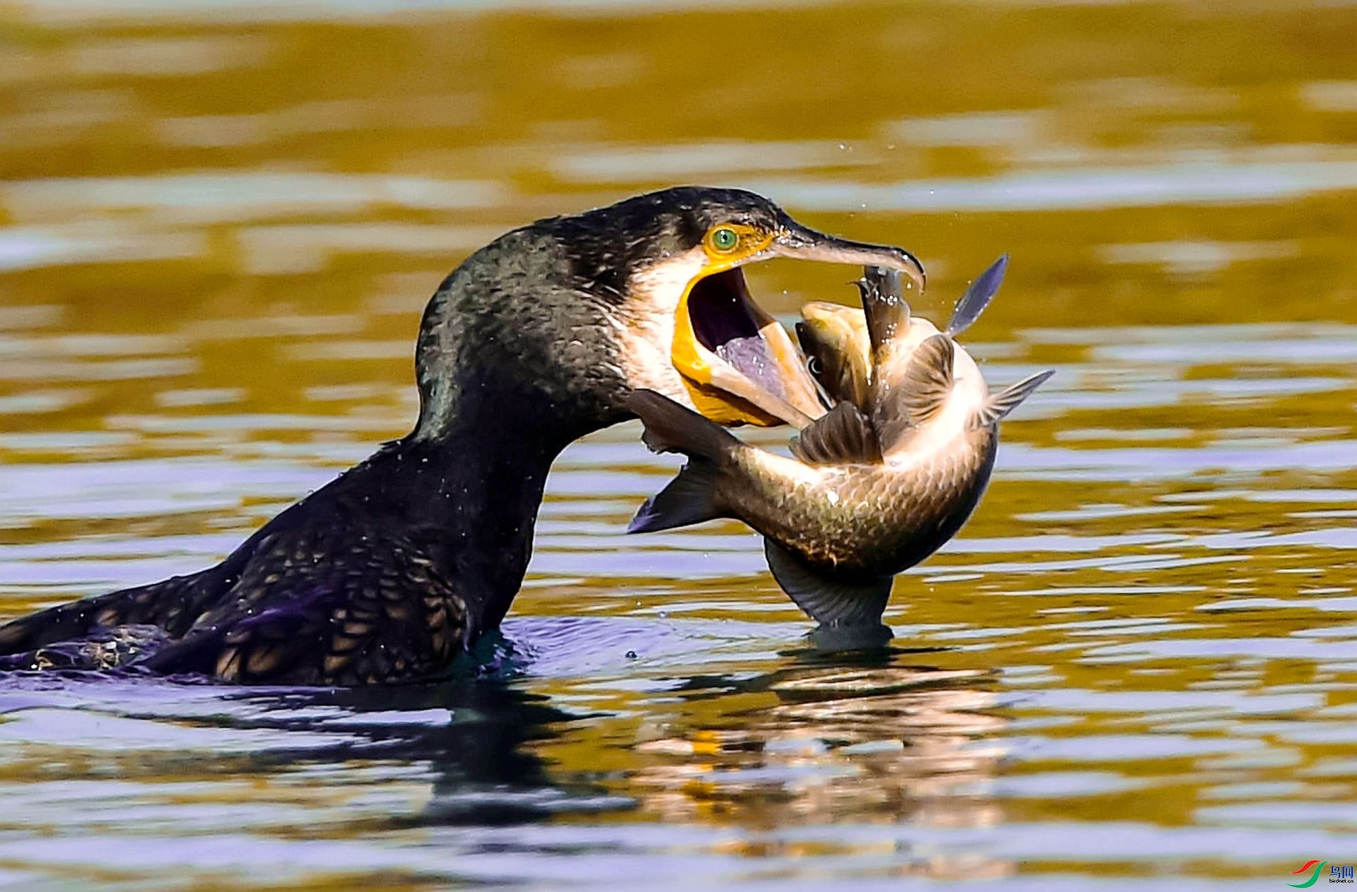 1.2��ѧ��Ӱ��ʦ��Ʒ  �����ɱ(ף���ٻ��������).jpg