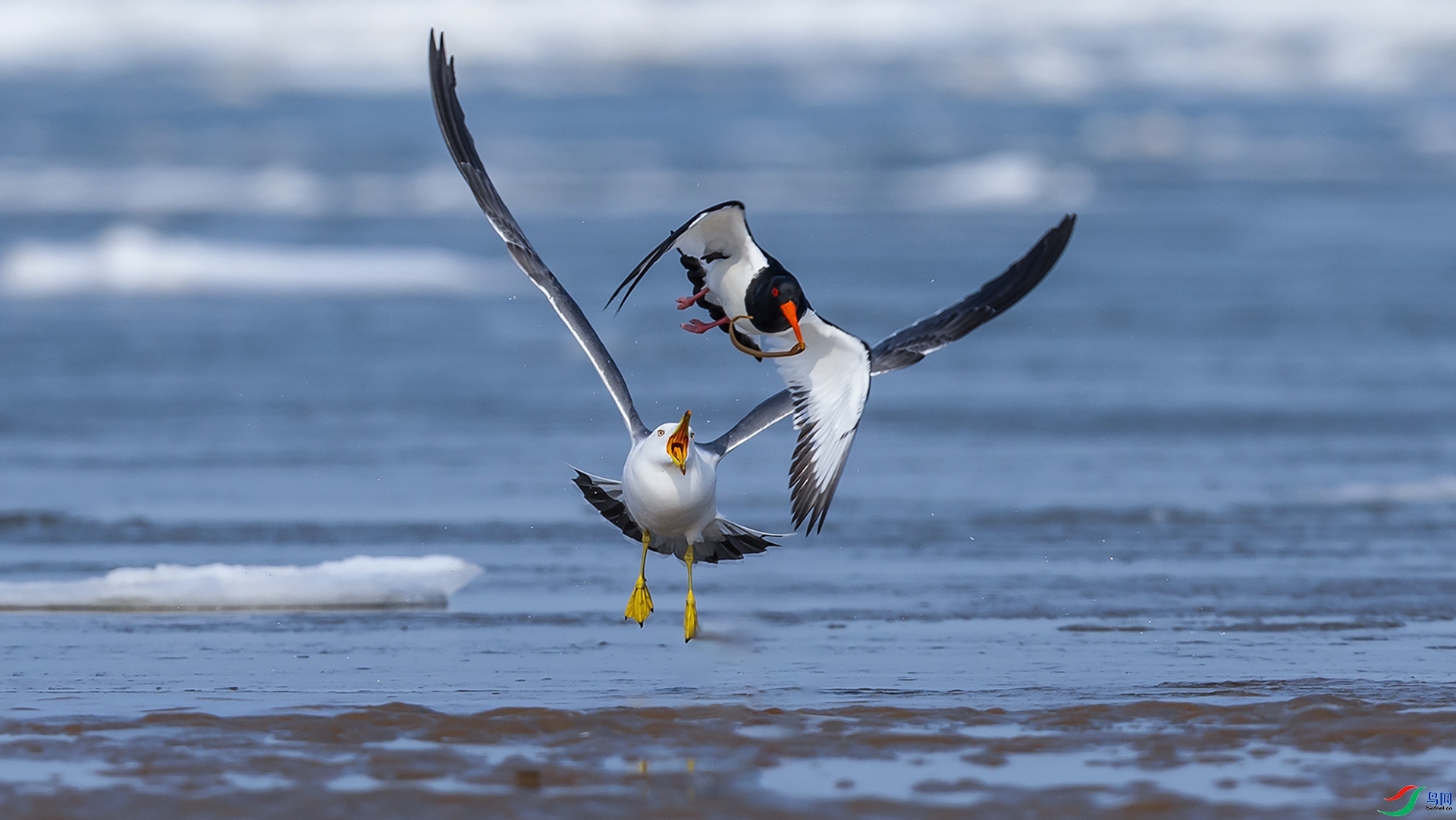 1.2�ݸ�����ʦ��Ʒ  ��׷����-----��Ÿ������(ף���ٻ���Ӱʦ����).jpg